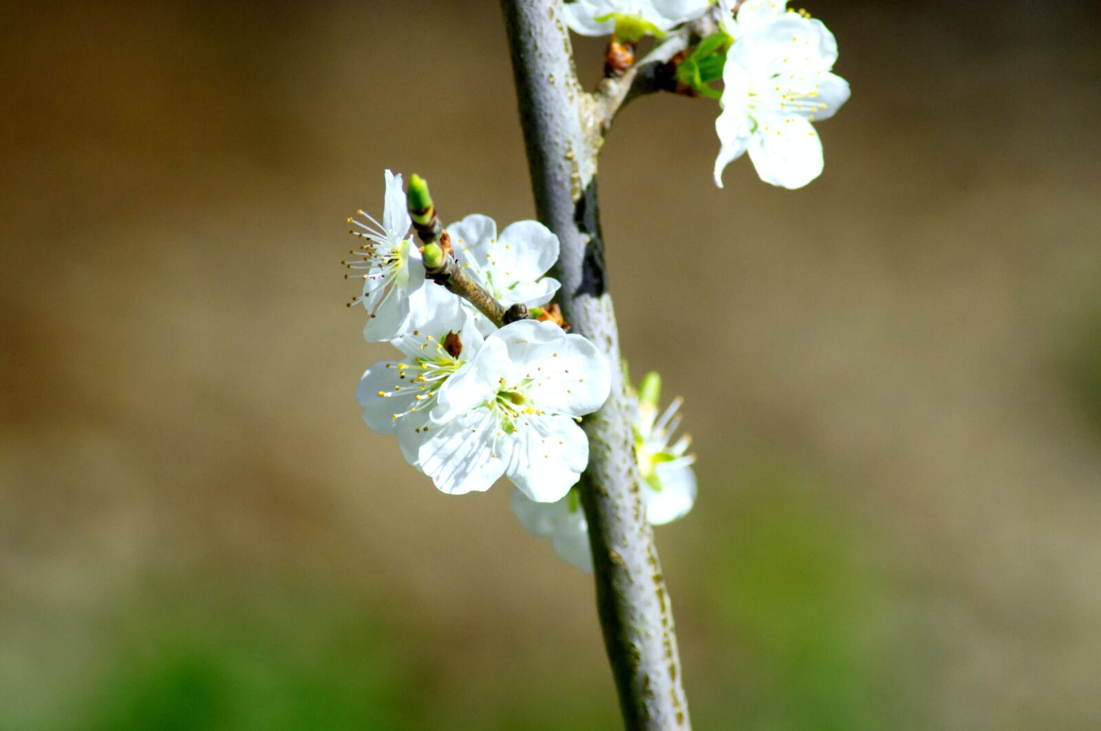 Nikon D3100 sample photo. Flower, spring, nature photography