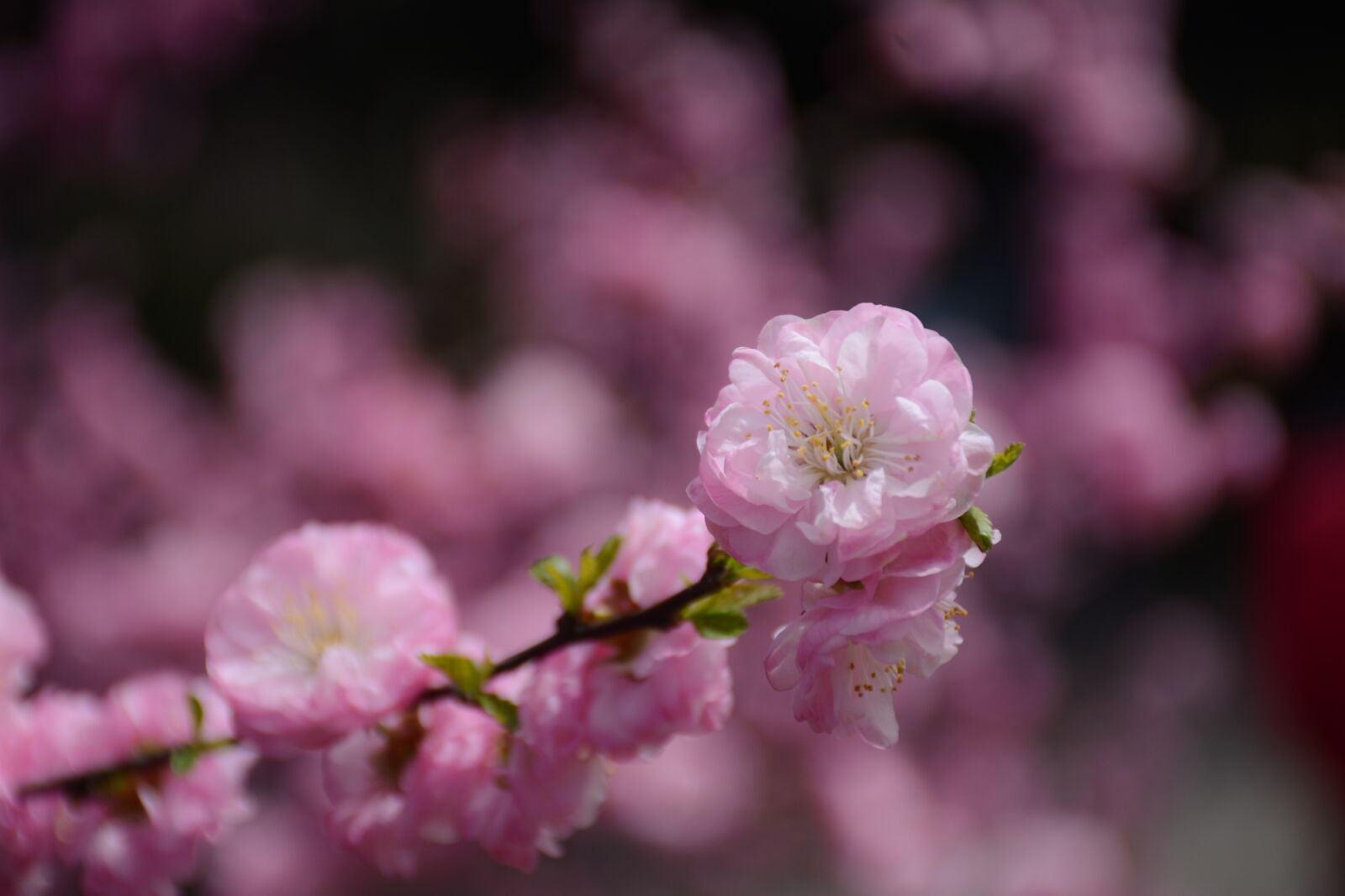 Nikon D7100 sample photo. Cherry blossom, sakura, flower photography