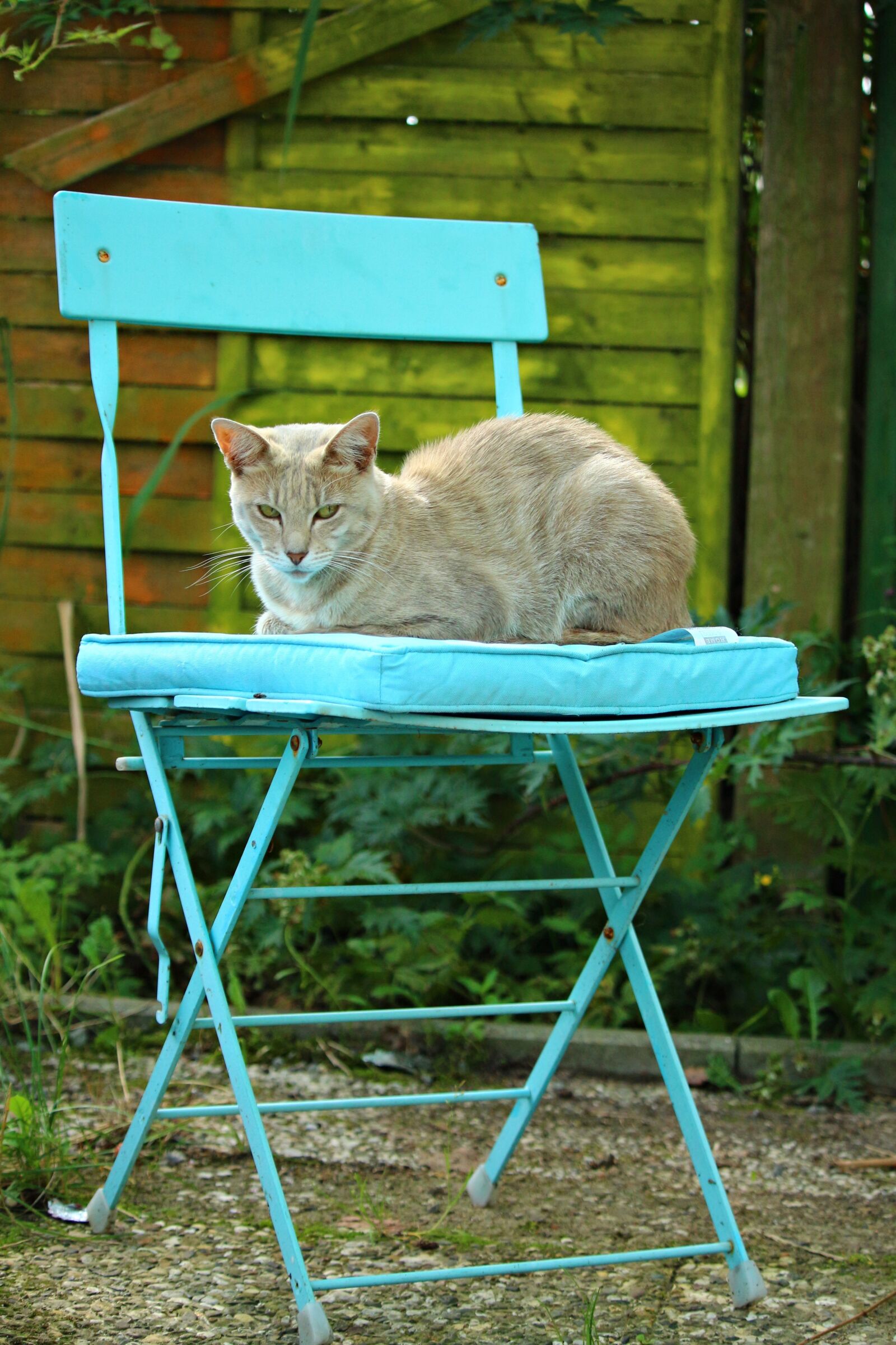 Canon EOS 100D (EOS Rebel SL1 / EOS Kiss X7) sample photo. Cat, mieze, kitten photography