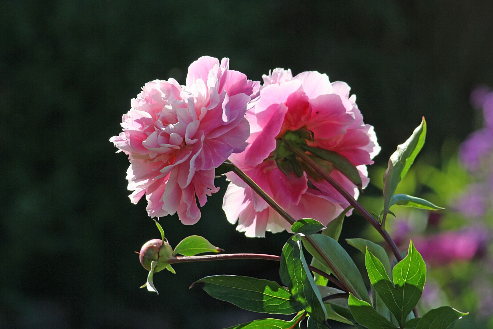 Canon EOS 1000D (EOS Digital Rebel XS / EOS Kiss F) sample photo. Roses, flora, plants photography