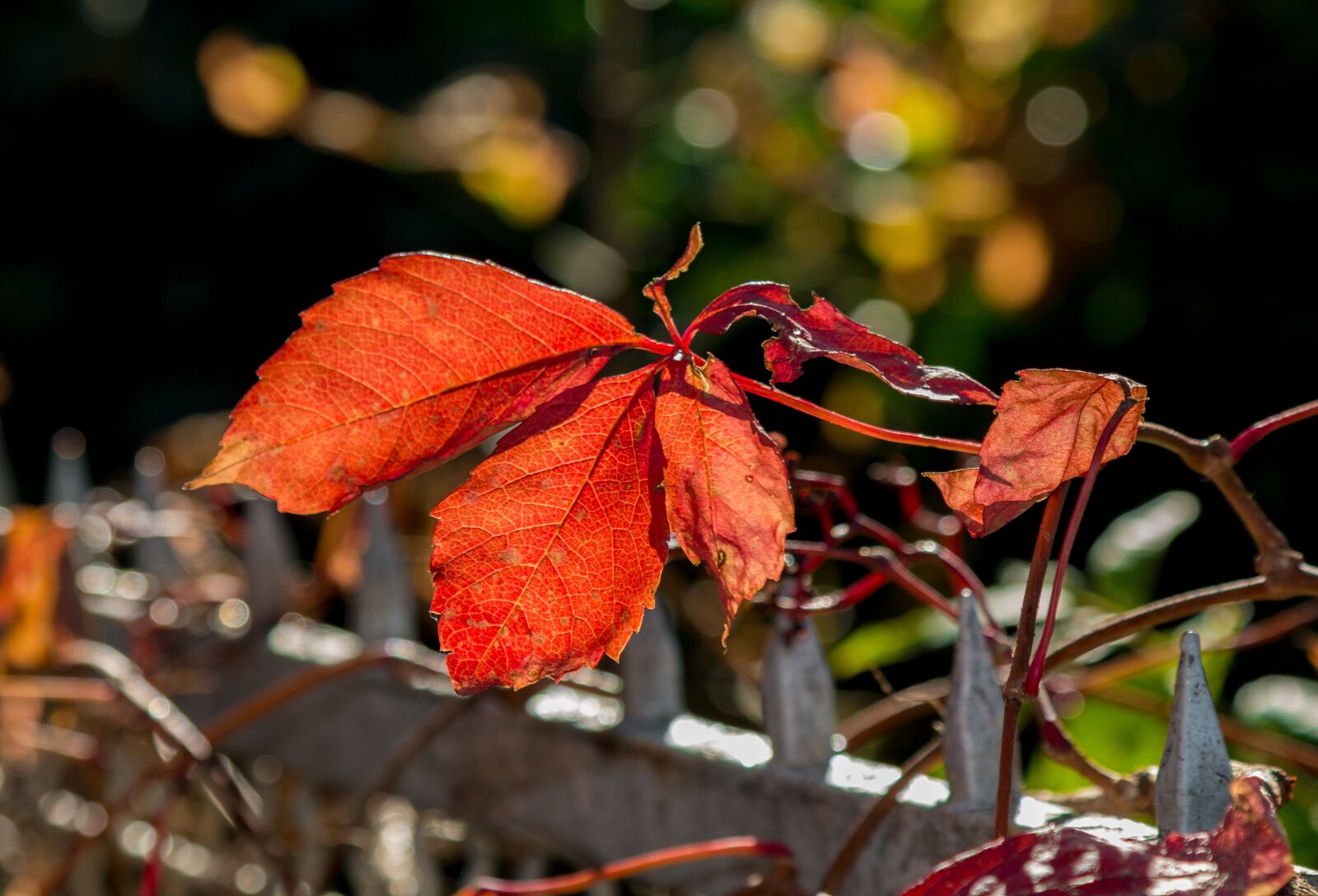 Canon EOS 70D + Canon EF 24-105mm F4L IS USM sample photo. Autumn, red, leaves photography