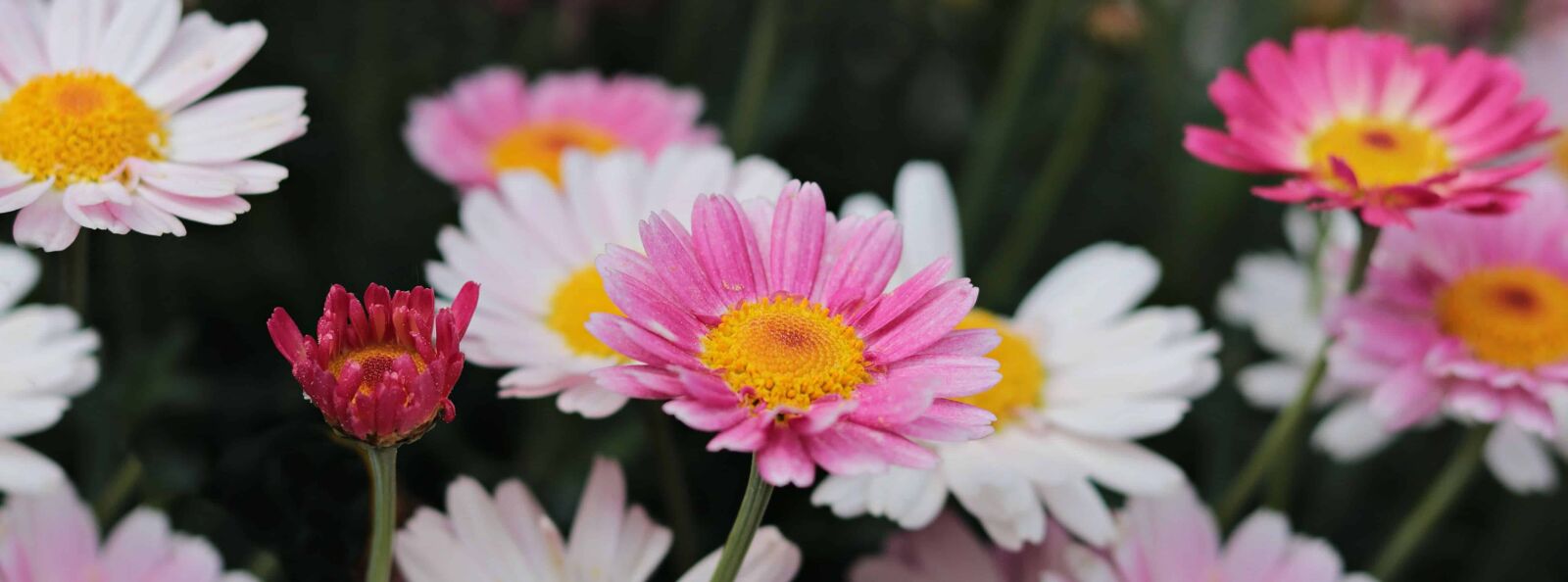 Canon EOS 80D sample photo. Summer, petal, flower, leaf photography