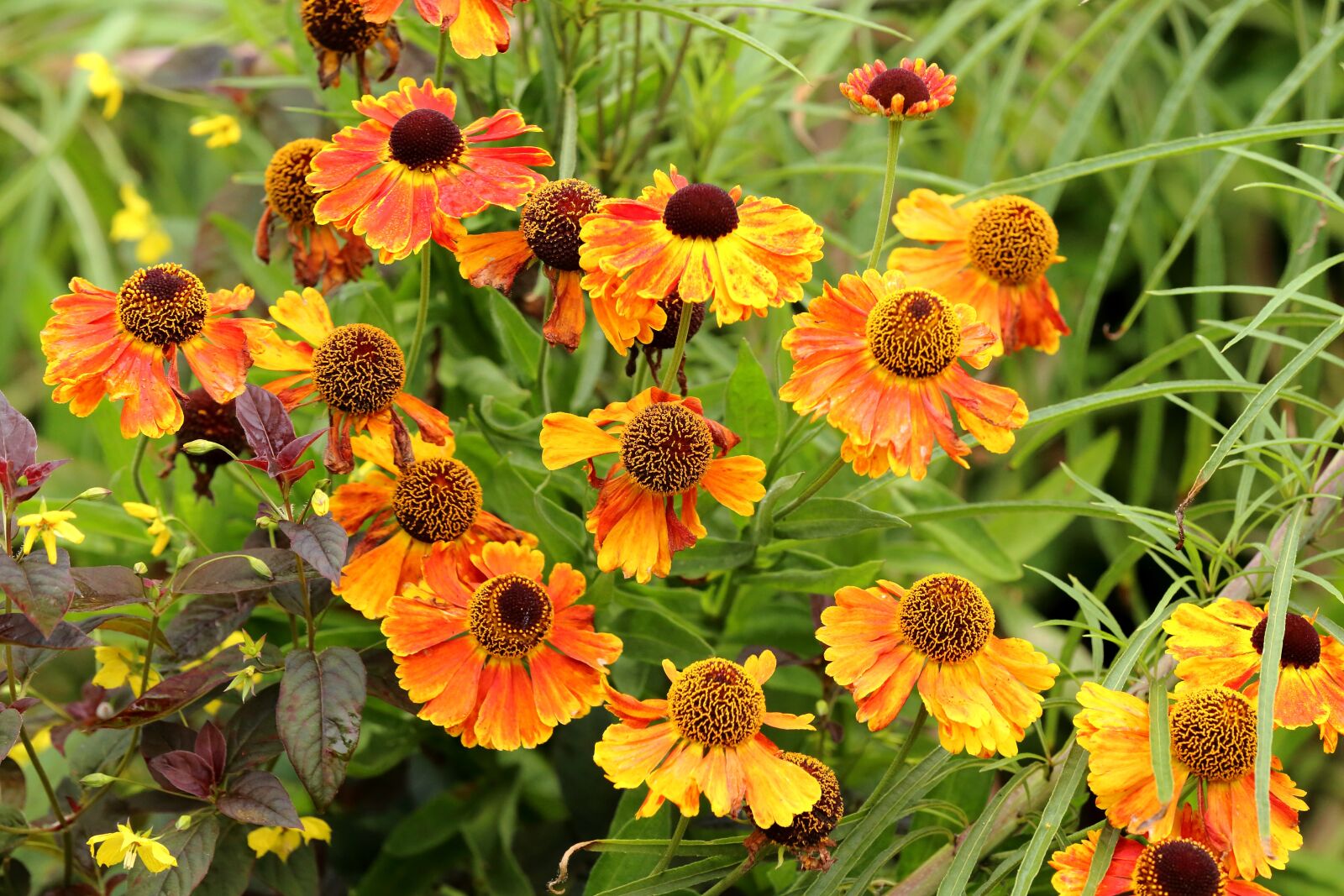 Canon EOS 6D sample photo. Coneflower, flowers, nature photography