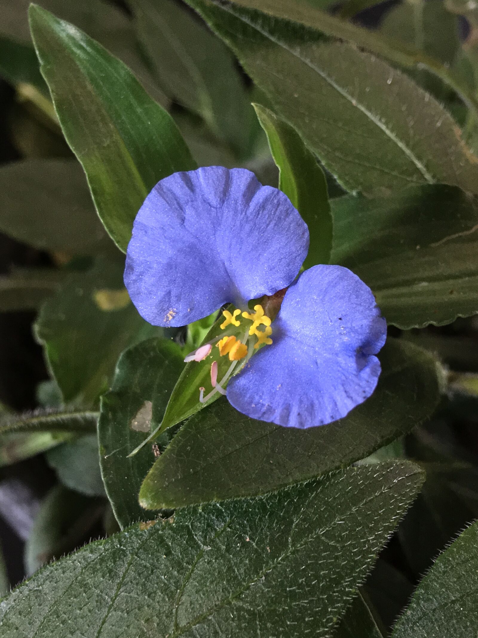iPhone 6s Plus back camera 4.15mm f/2.2 sample photo. Blue flower, petals heavenly photography