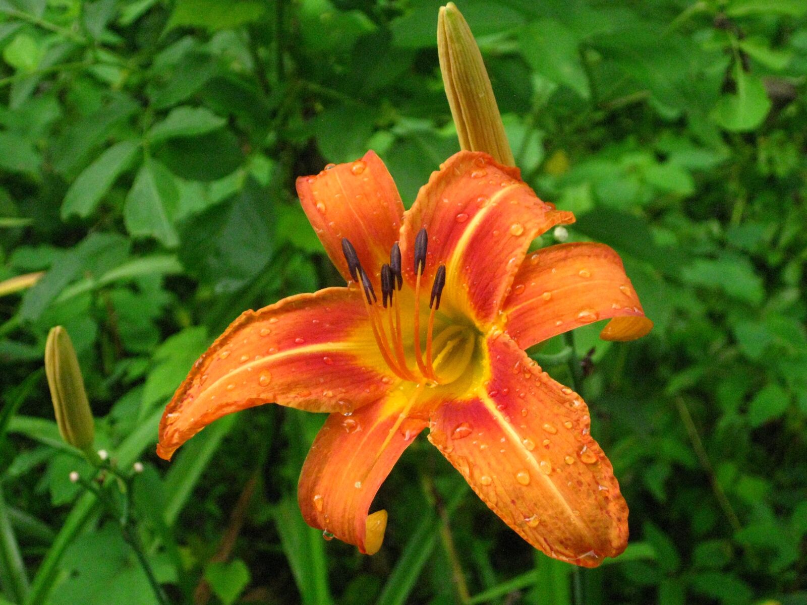 Canon PowerShot SD1100 IS (Digital IXUS 80 IS / IXY Digital 20 IS) sample photo. Daylily, flower, stamens photography