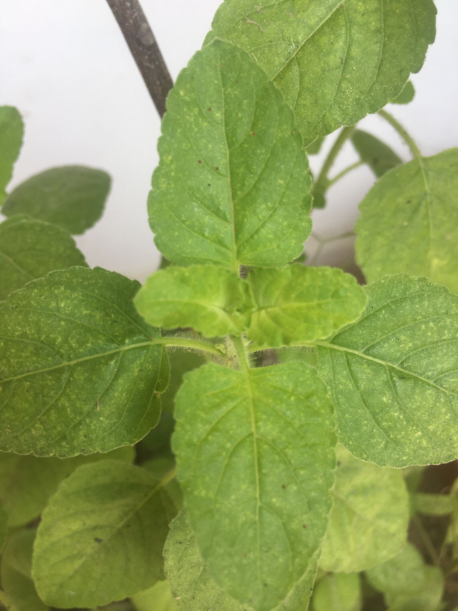 Apple iPhone 6s sample photo. Green, leaves, nature photography