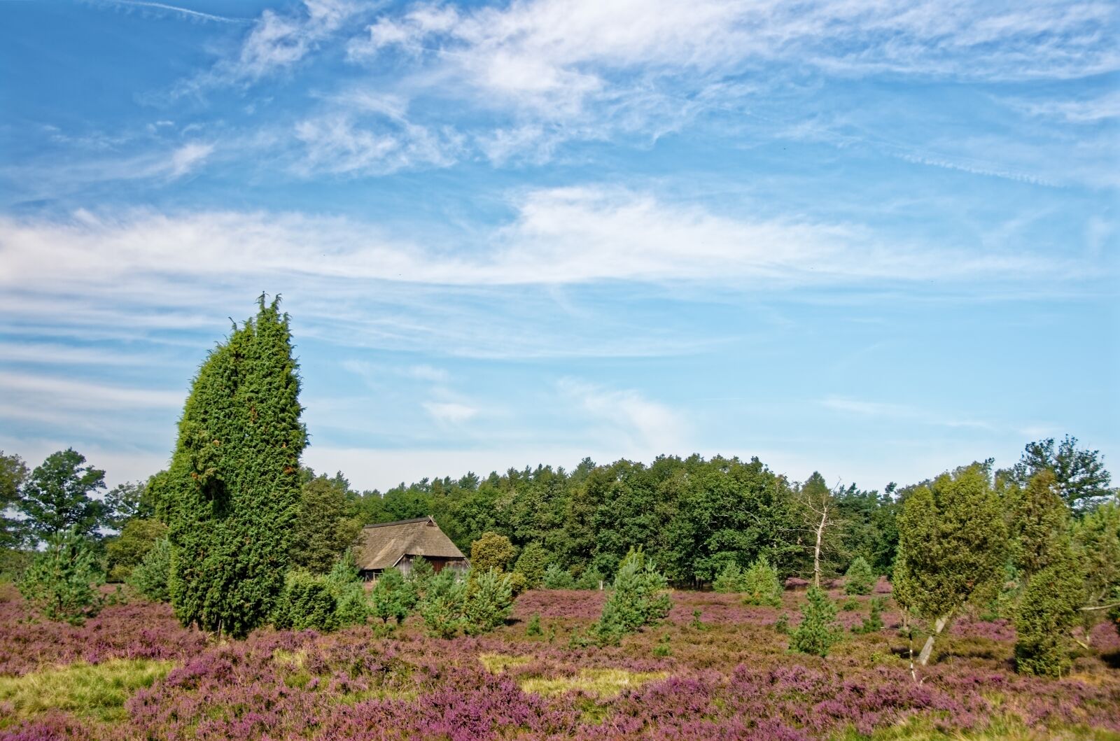 Nikon D7000 sample photo. Germany, l neburg heath photography