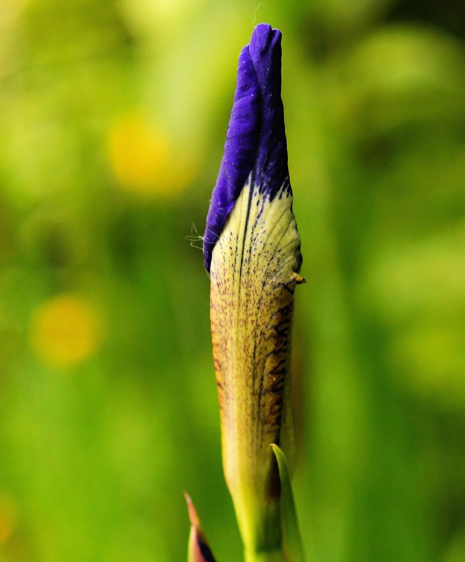 Sony SLT-A58 + Sony DT 30mm F2.8 Macro SAM sample photo. Flower, blossom, bloom photography