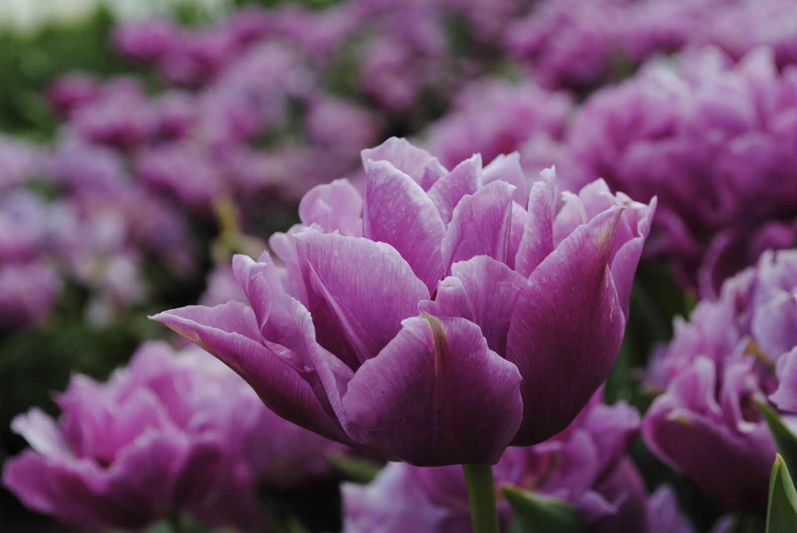 Nikon D3000 sample photo. Tulip, flower, flora photography