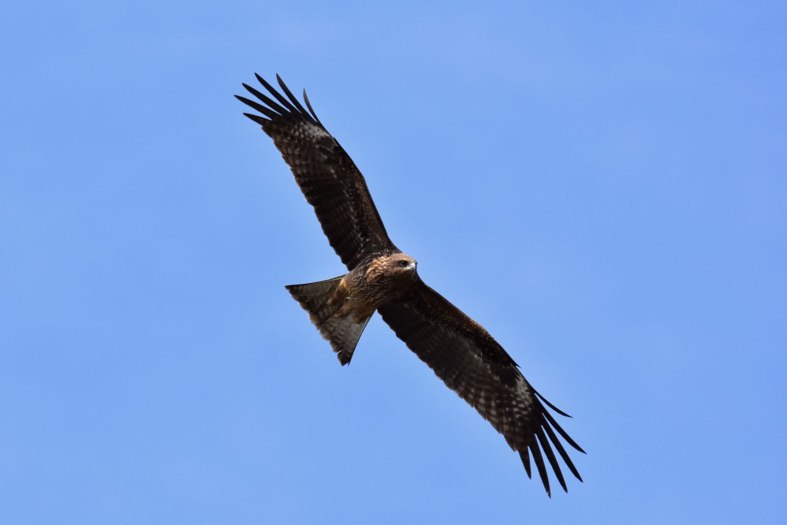 Nikon D7200 sample photo. Animal, sky, bird photography