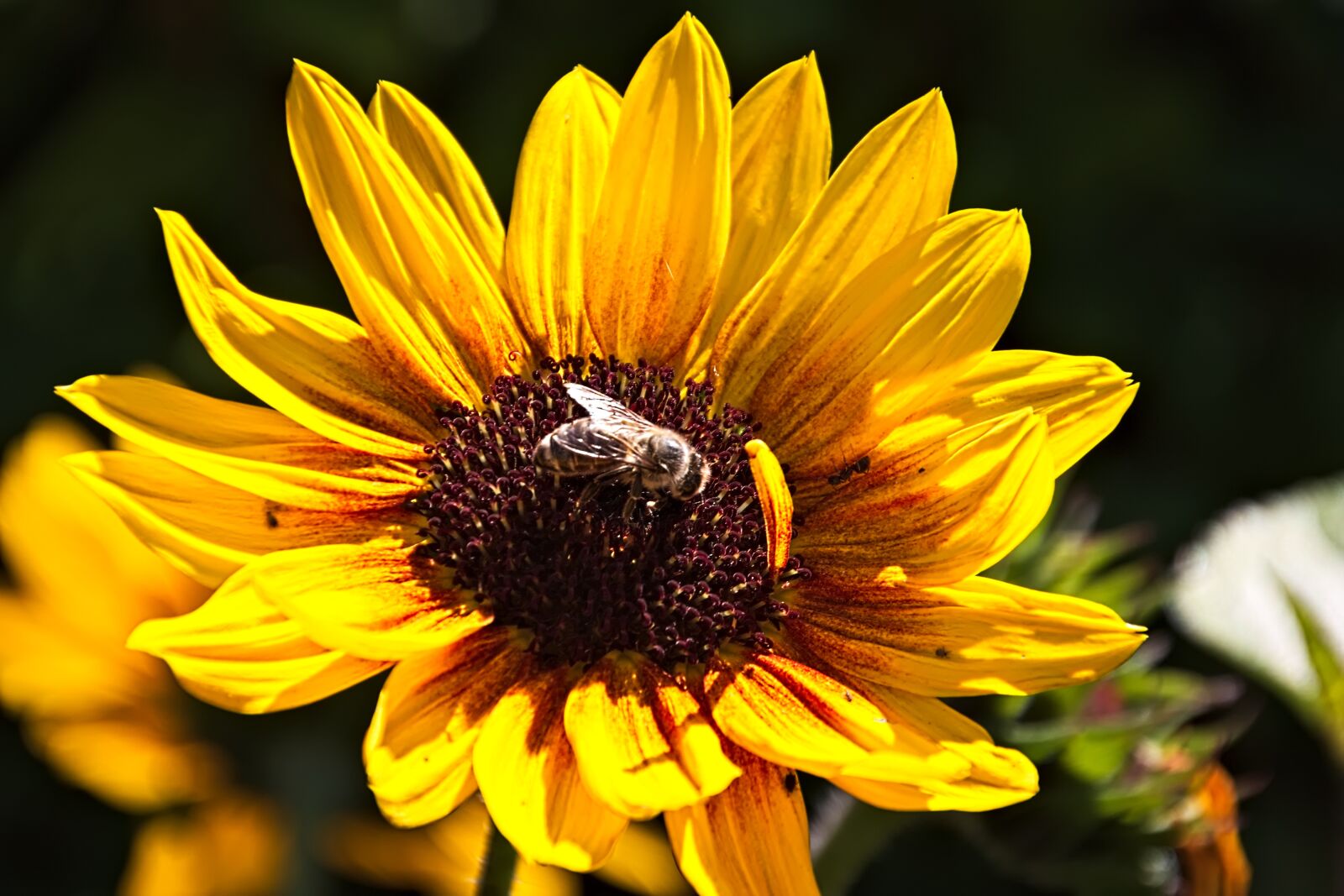 Canon EOS 650D (EOS Rebel T4i / EOS Kiss X6i) sample photo. Bee, insect, macro photography