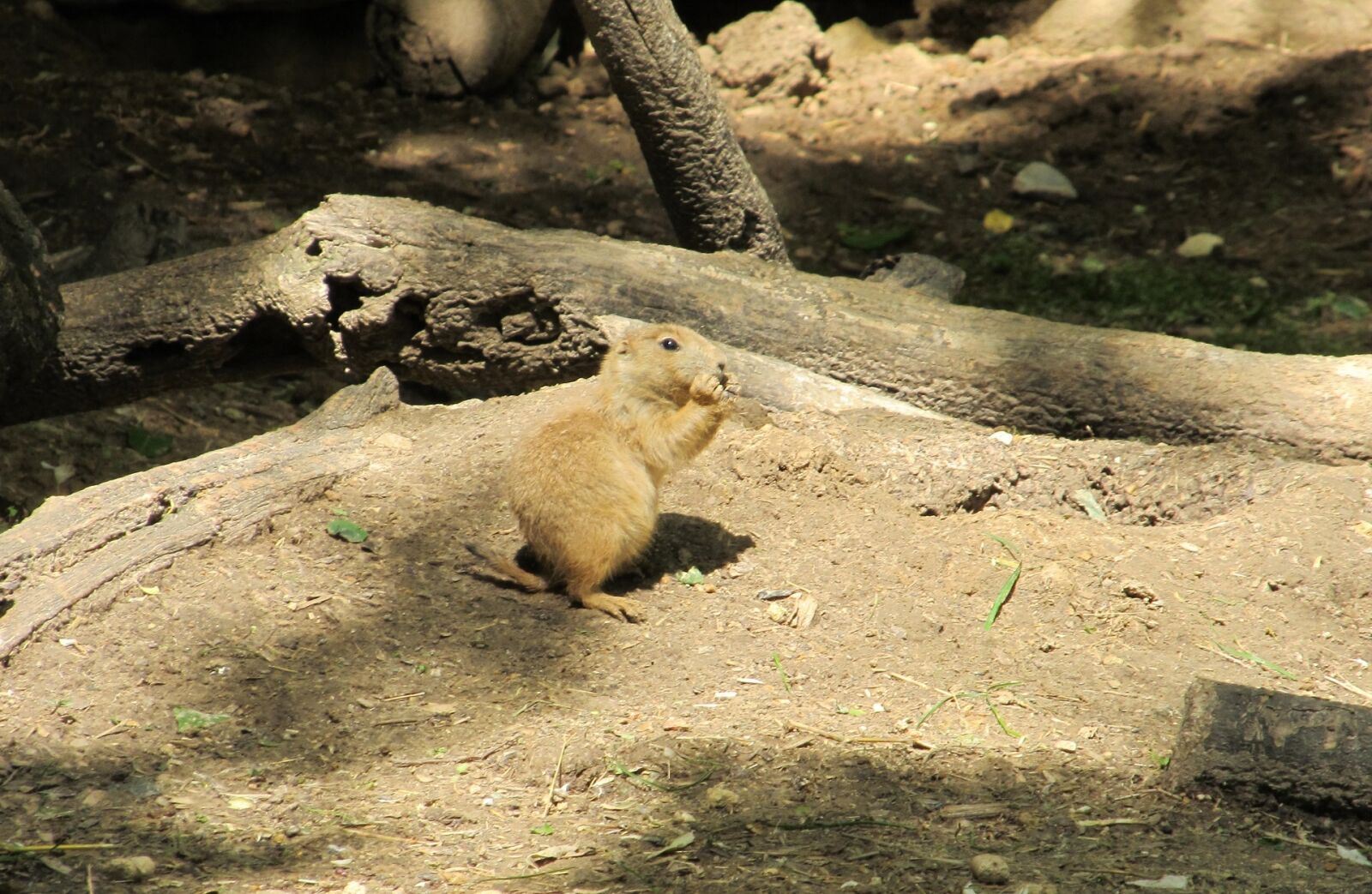 Canon PowerShot SX130 IS sample photo. Prairie dog, portrait, close photography