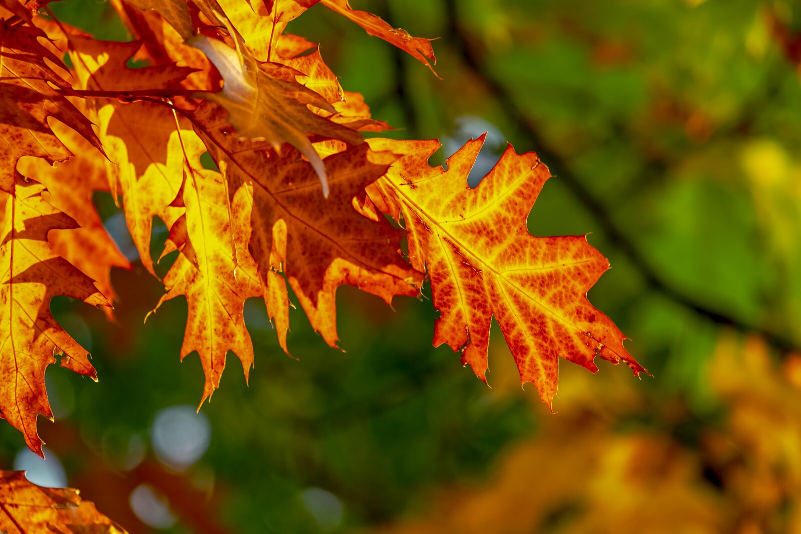 Fujifilm XF 55-200mm F3.5-4.8 R LM OIS sample photo. Fall foliage, leaves, bright photography