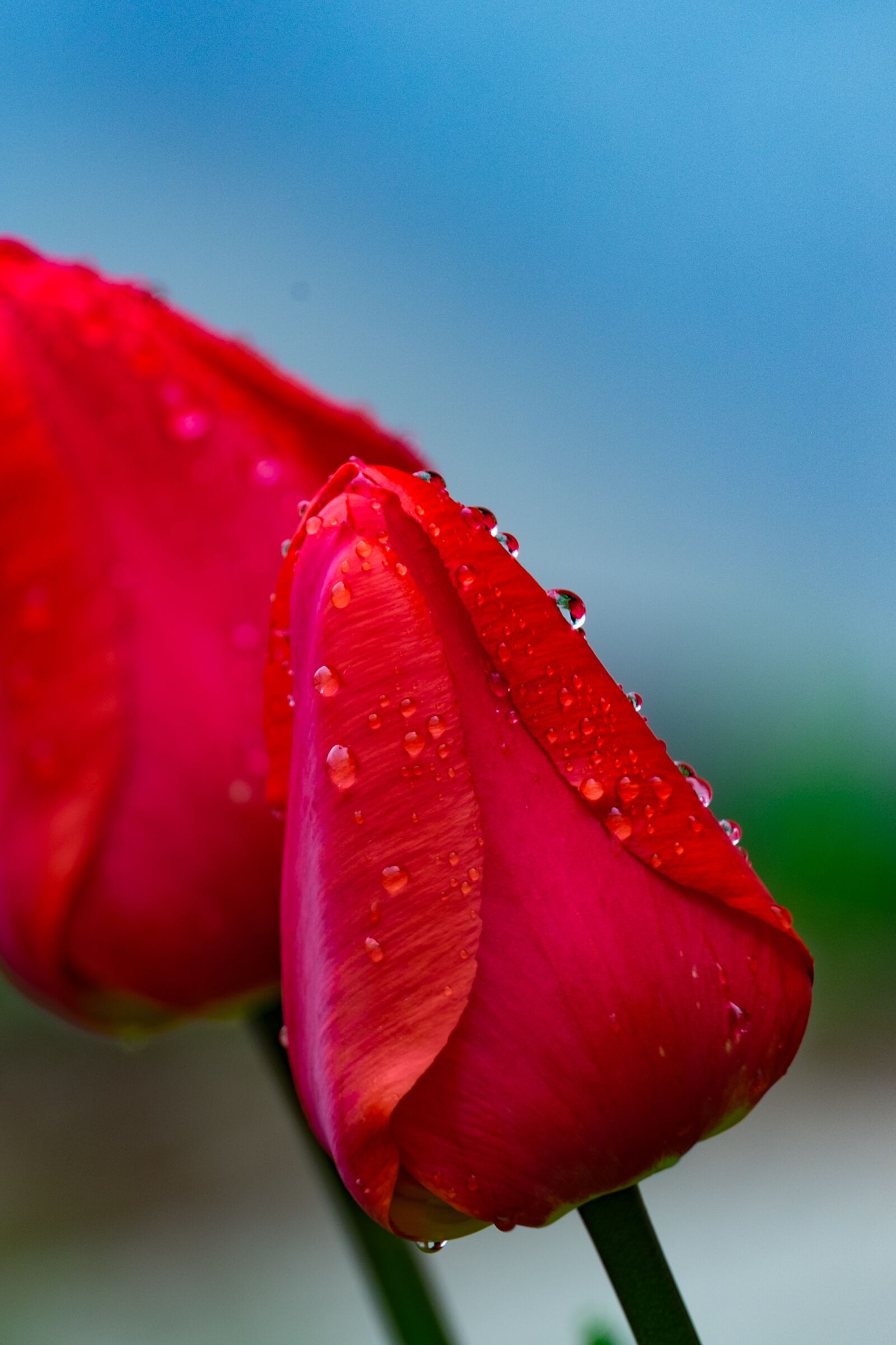 Fujifilm XF 55-200mm F3.5-4.8 R LM OIS sample photo. Tulip, red, spring photography