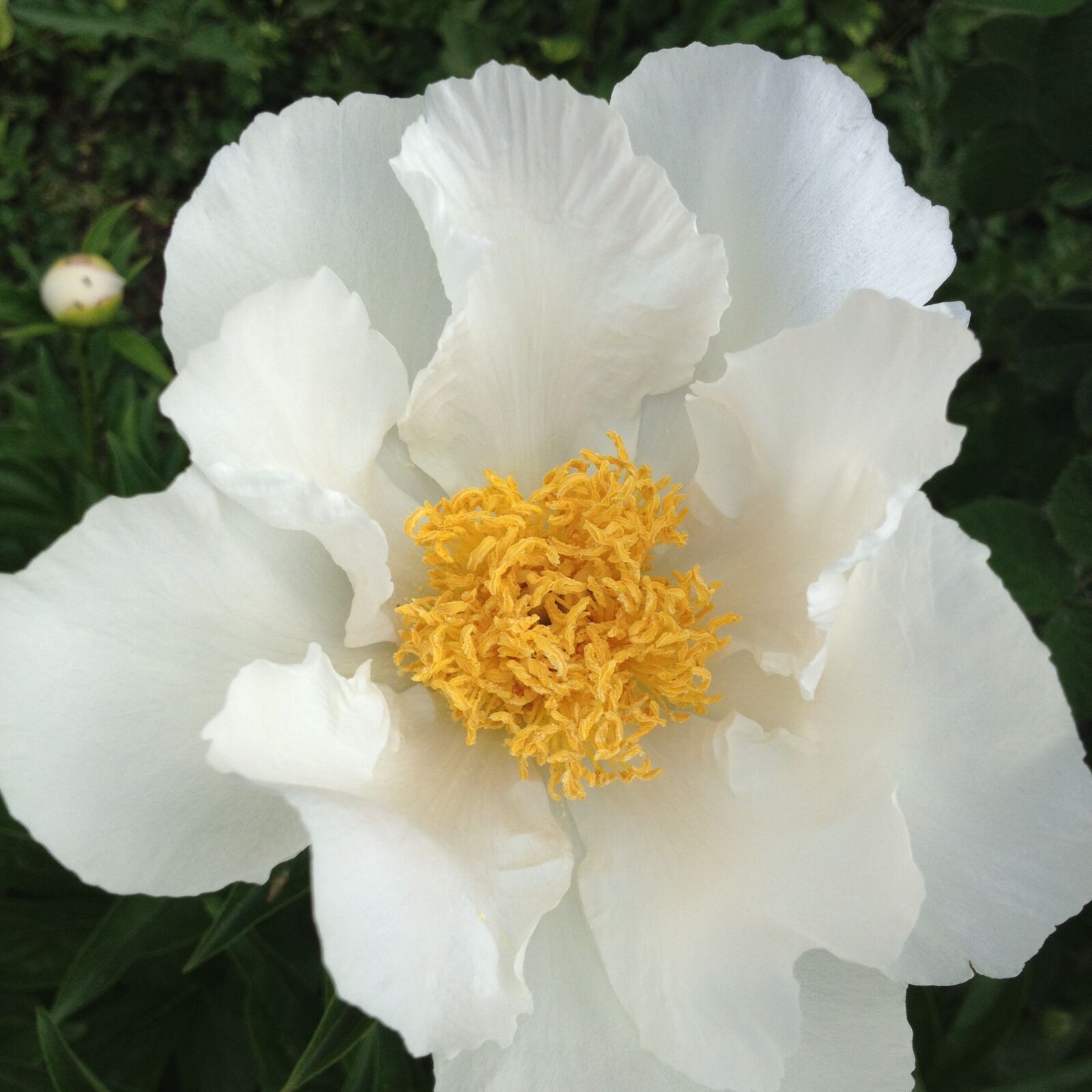 iPhone 4S back camera 4.28mm f/2.4 sample photo. Peonies, flowers, white photography