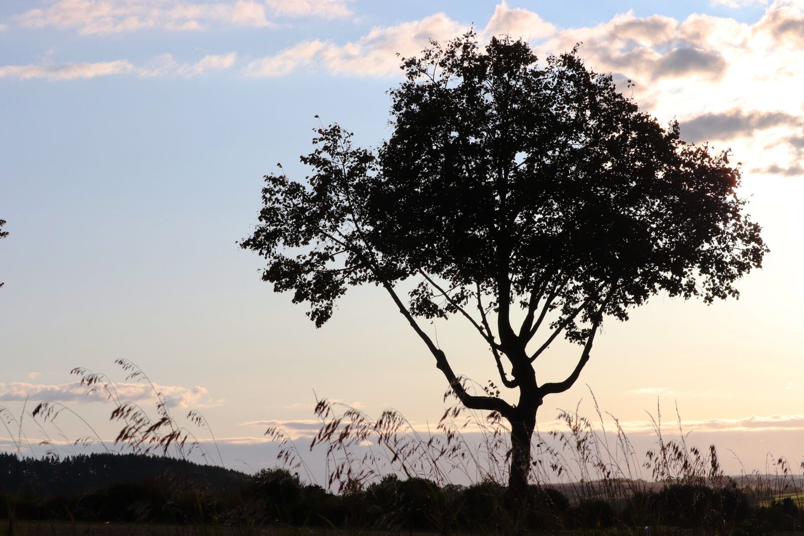 Canon EOS 200D (EOS Rebel SL2 / EOS Kiss X9) sample photo. Tree, silhouette, landscape photography