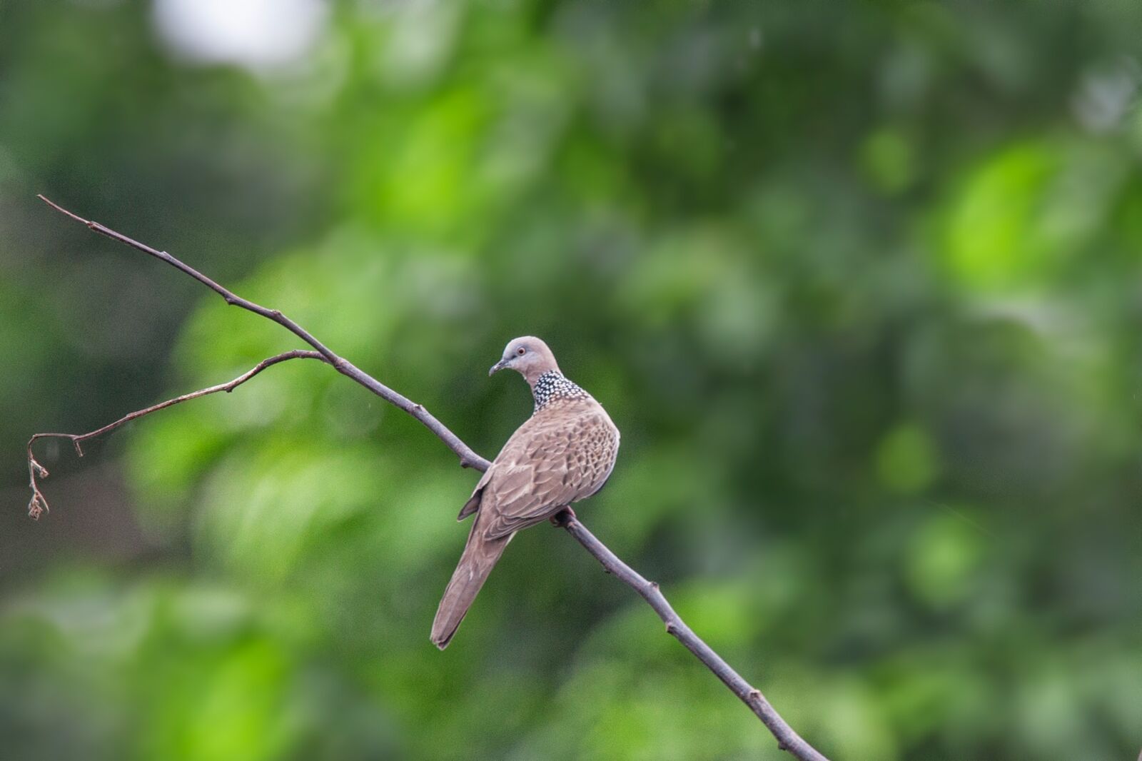 Canon EOS 5D Mark II sample photo. Bird, my back, halmahera photography