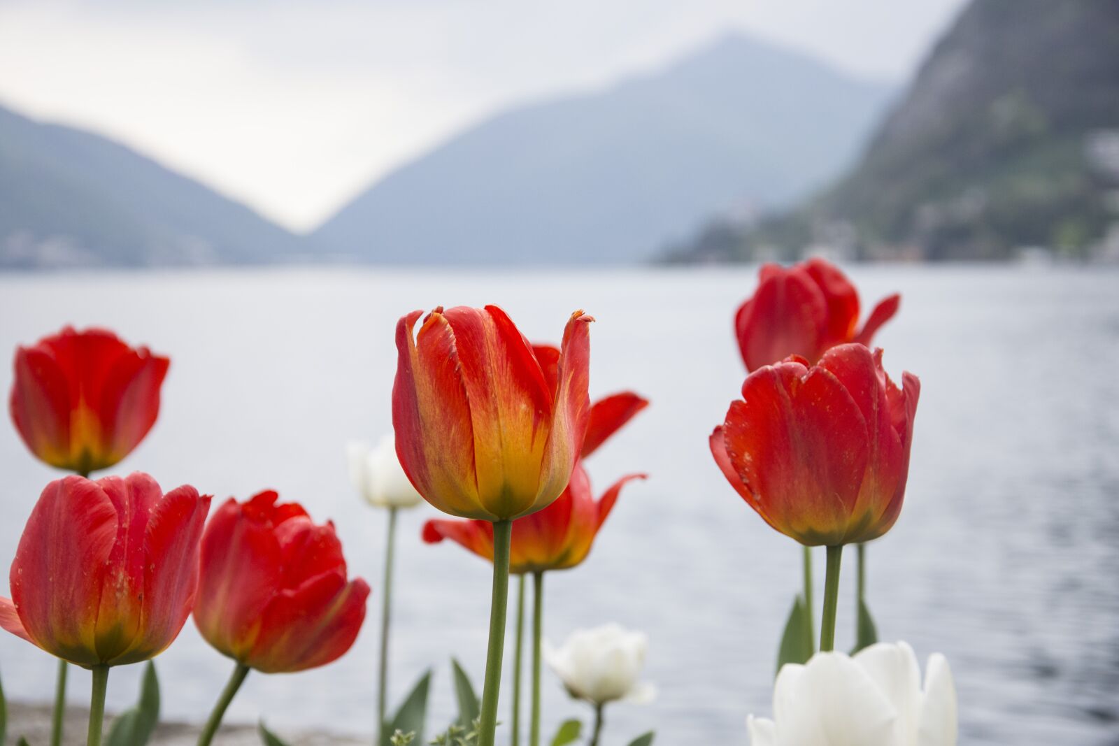 Nikon D7200 sample photo. Landscape, flowers, garden photography