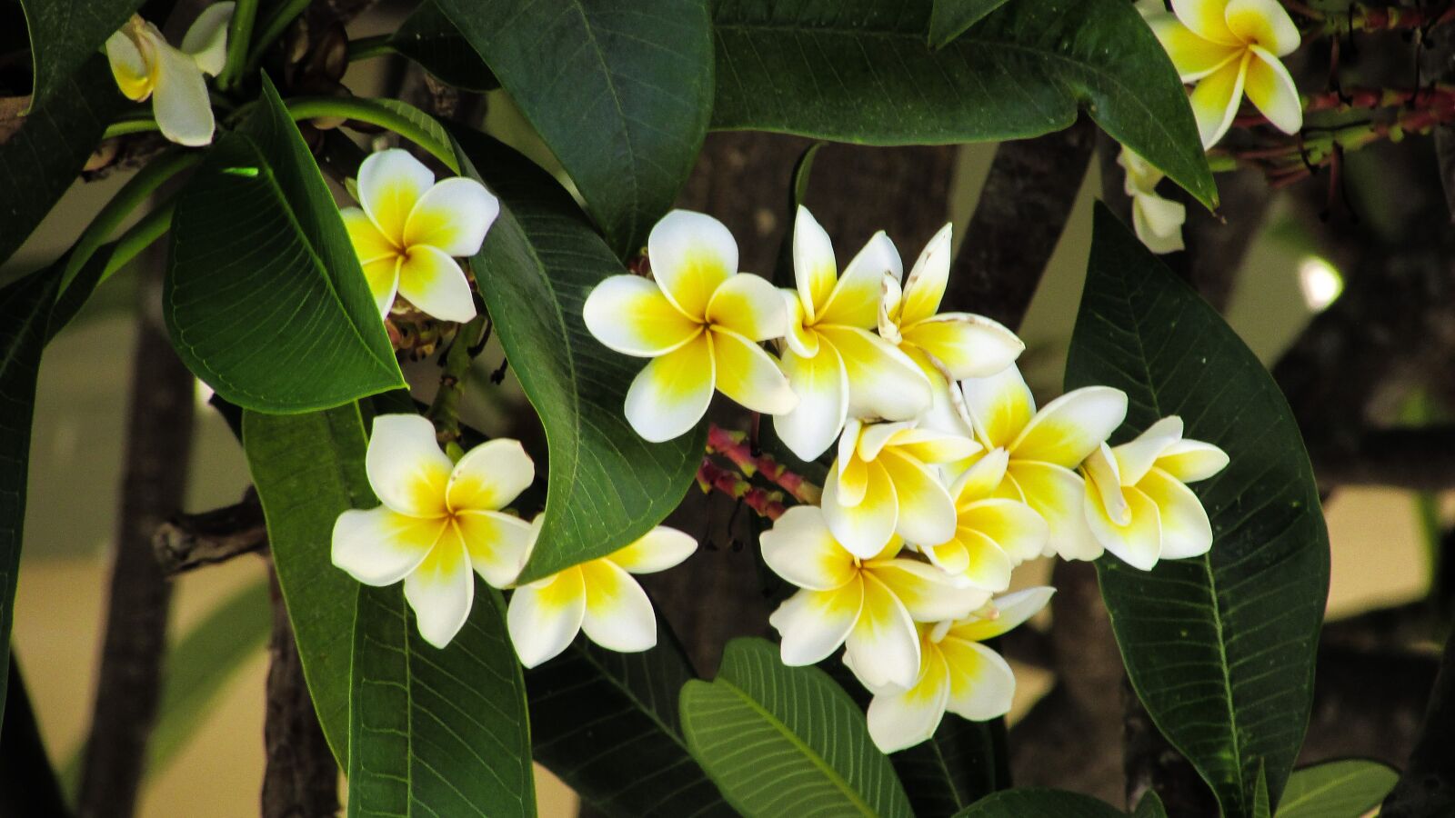 Canon PowerShot SX400 IS sample photo. Flowers, tree, nature photography