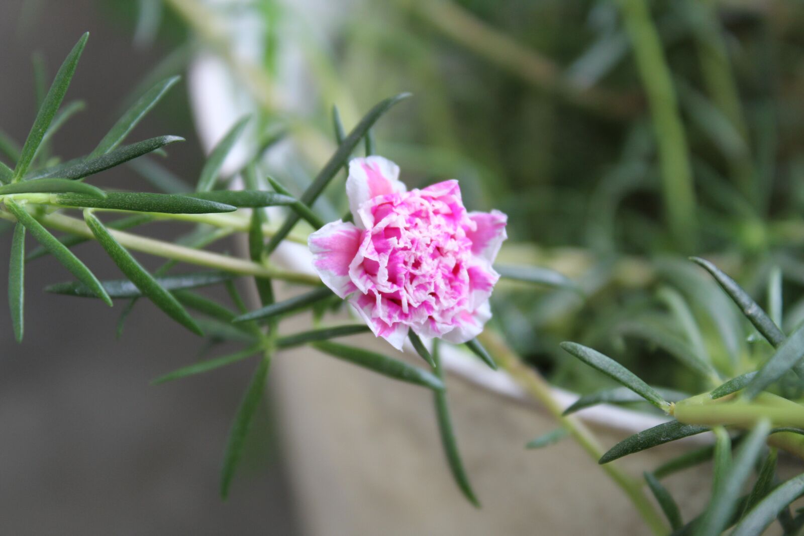 Canon EOS 1300D (EOS Rebel T6 / EOS Kiss X80) sample photo. Nature, flowers, garden photography