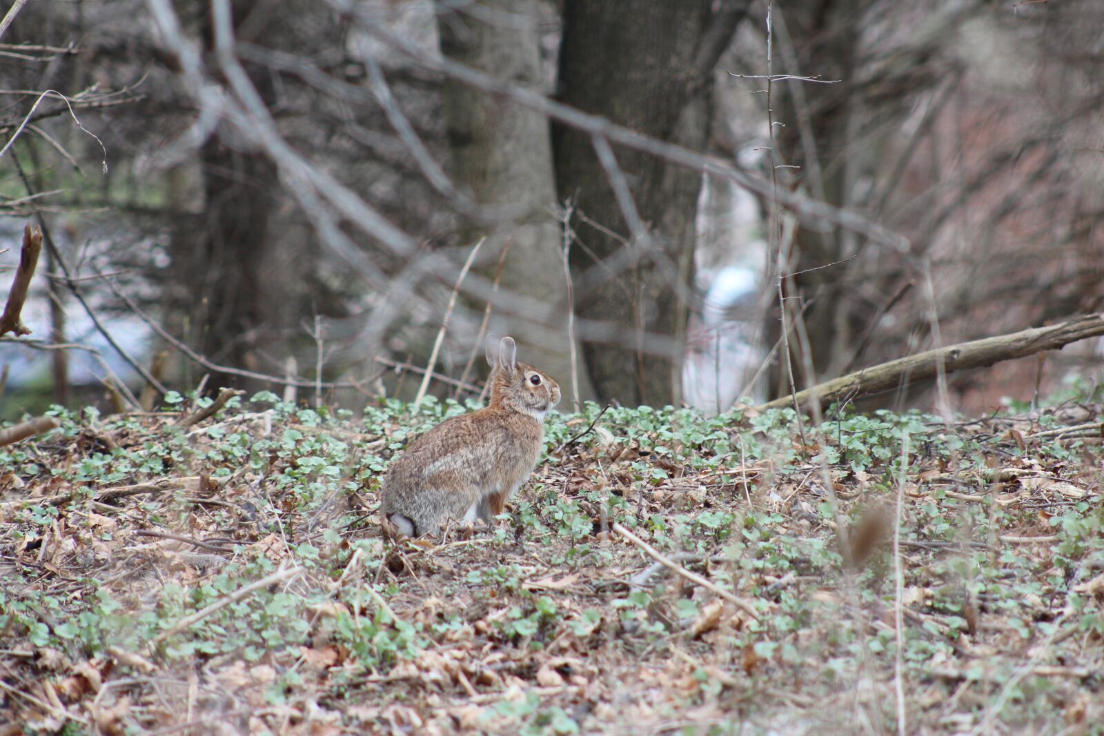 Canon EOS 700D (EOS Rebel T5i / EOS Kiss X7i) sample photo. Mammal, hare, futerkowe photography