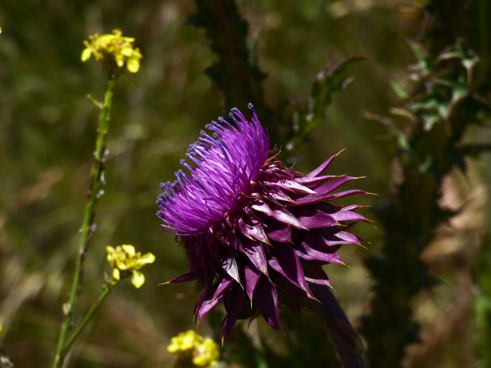Panasonic DMC-FZ72 sample photo. Flower, thistle, countryside photography