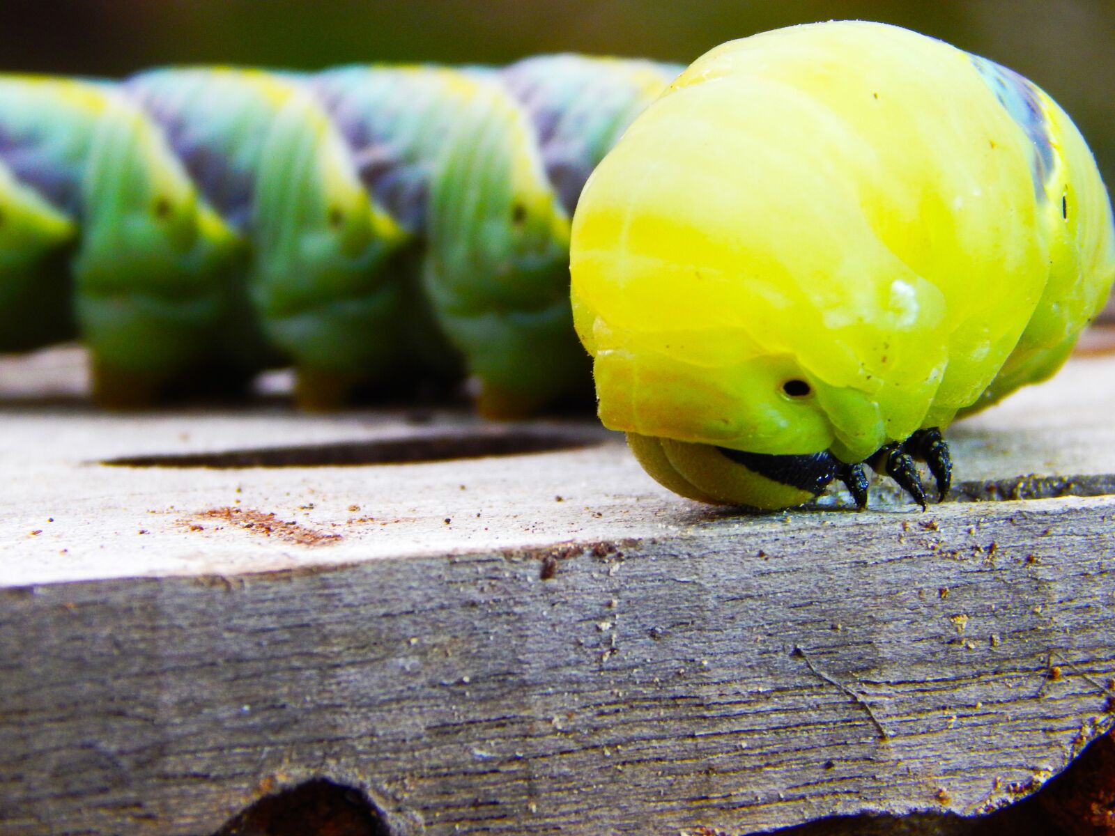 Nikon Coolpix L820 sample photo. Caterpillar, butterfly, green photography