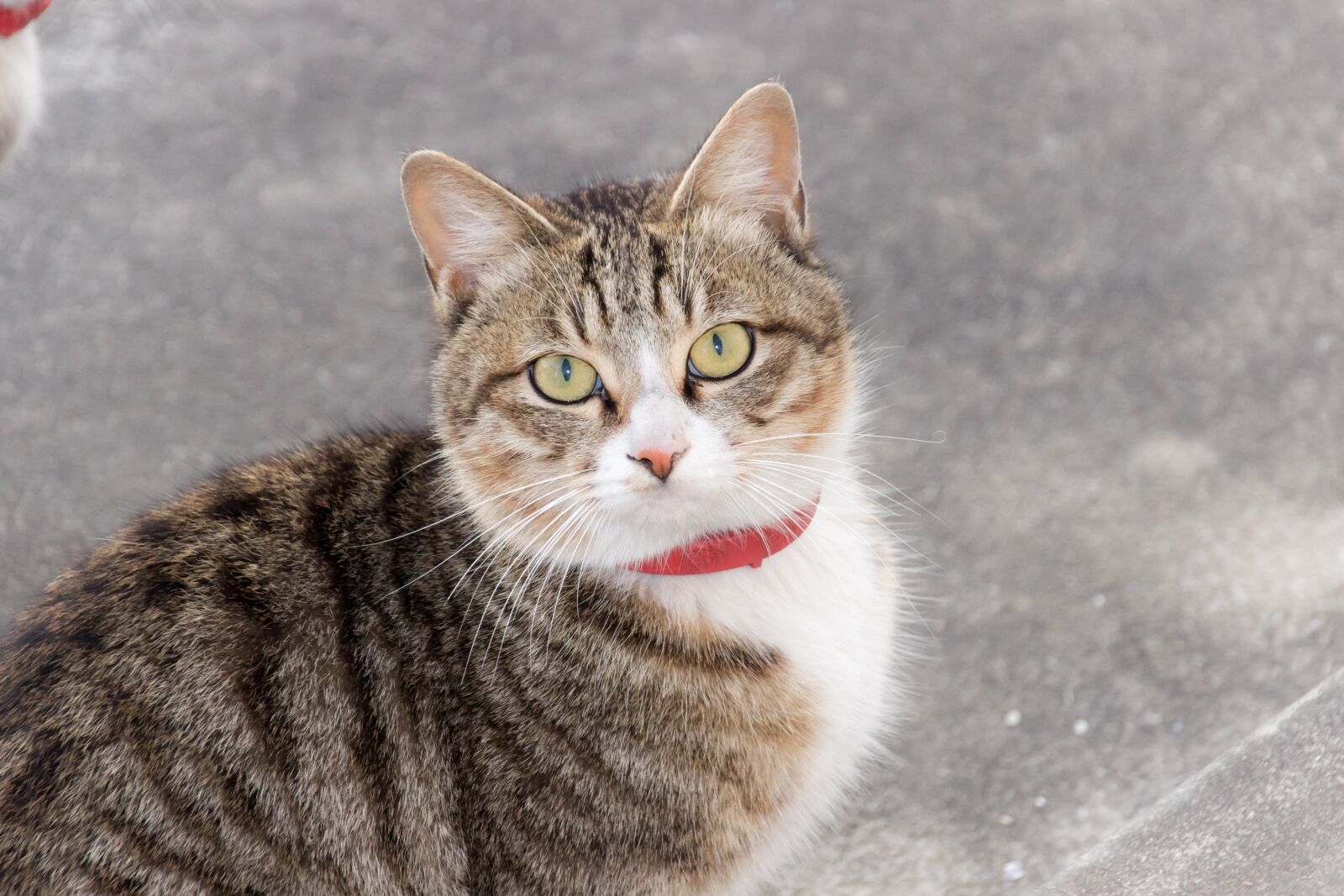 Canon EOS 600D (Rebel EOS T3i / EOS Kiss X5) sample photo. Cat, fierce photography