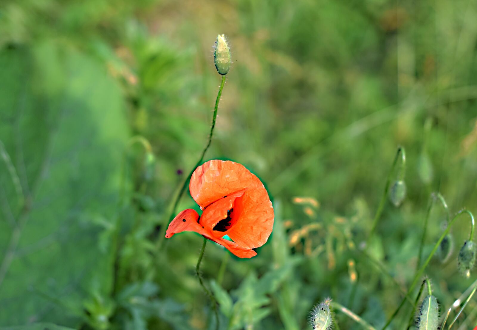 Nikon D5300 sample photo. Wild poppy, the puck photography