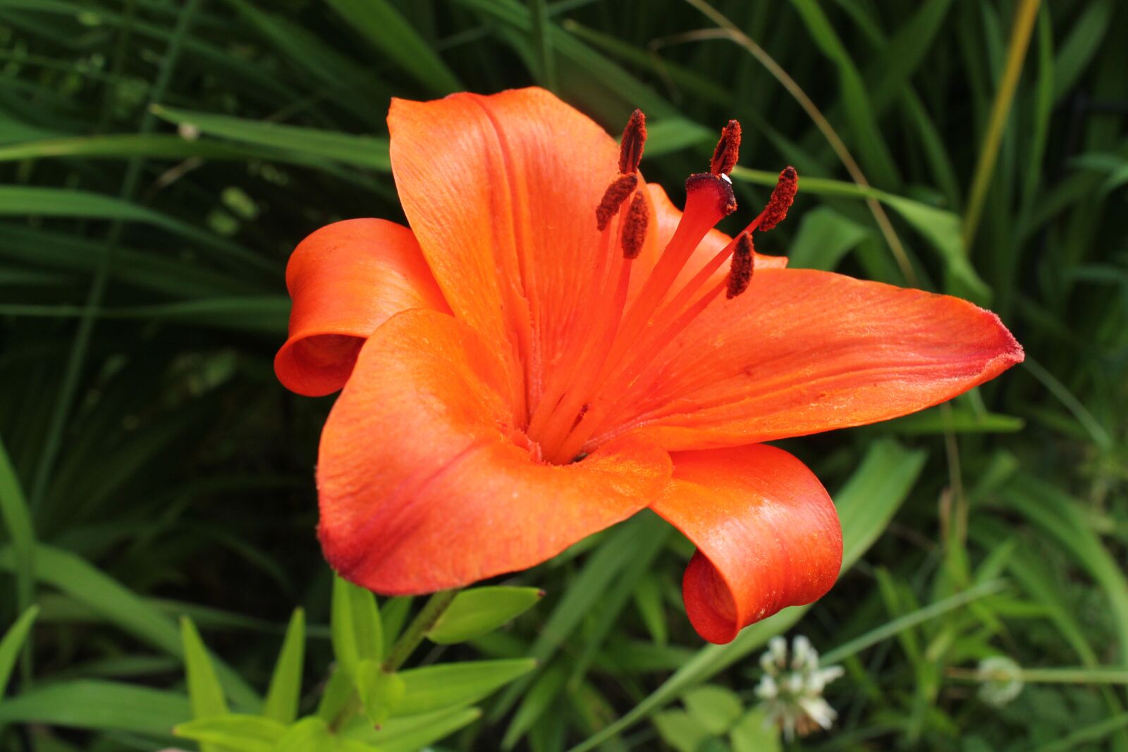 Canon EOS 1100D (EOS Rebel T3 / EOS Kiss X50) sample photo. Red flower, flower, petal photography