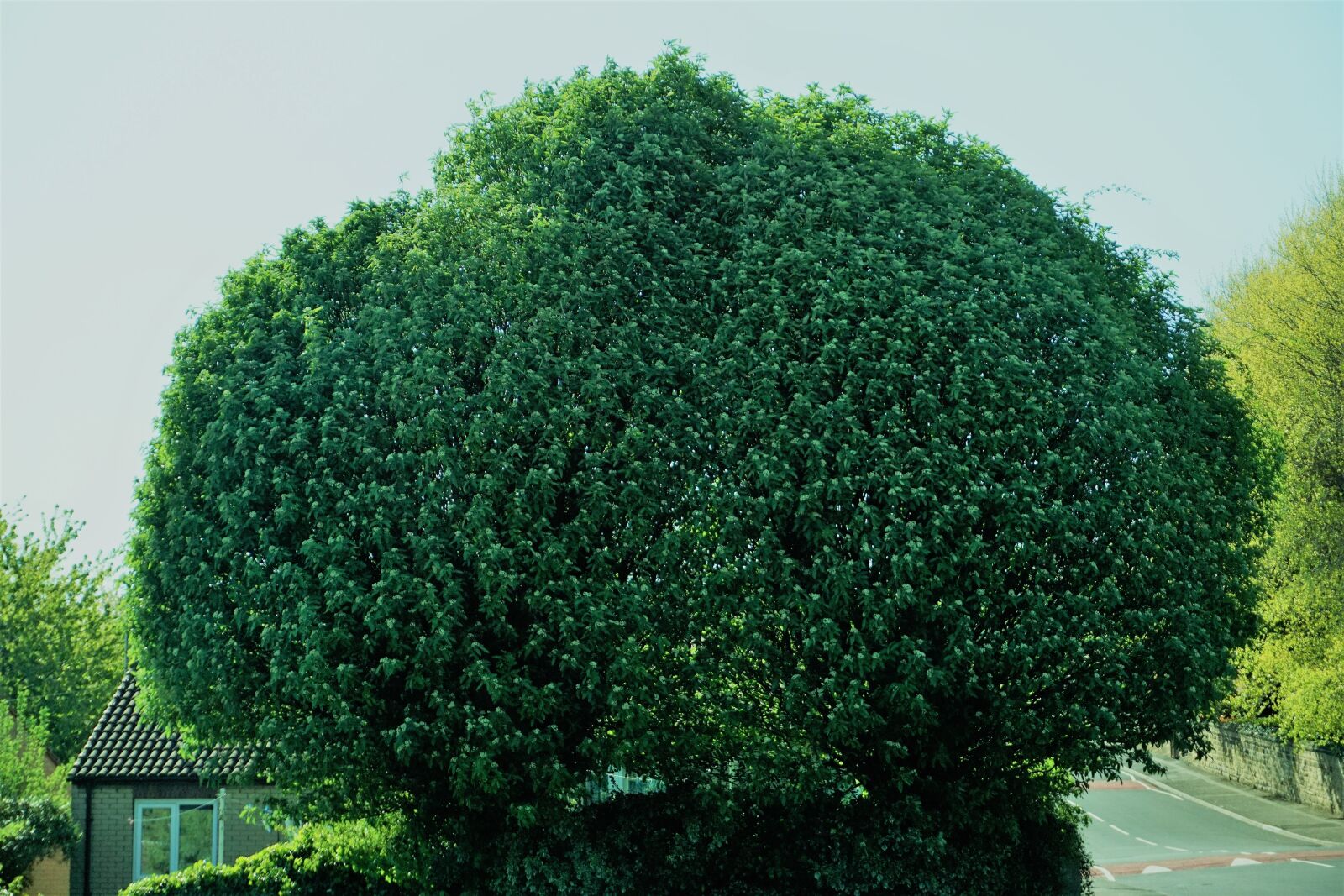 Sony a6000 sample photo. Tree, leaves, summer photography