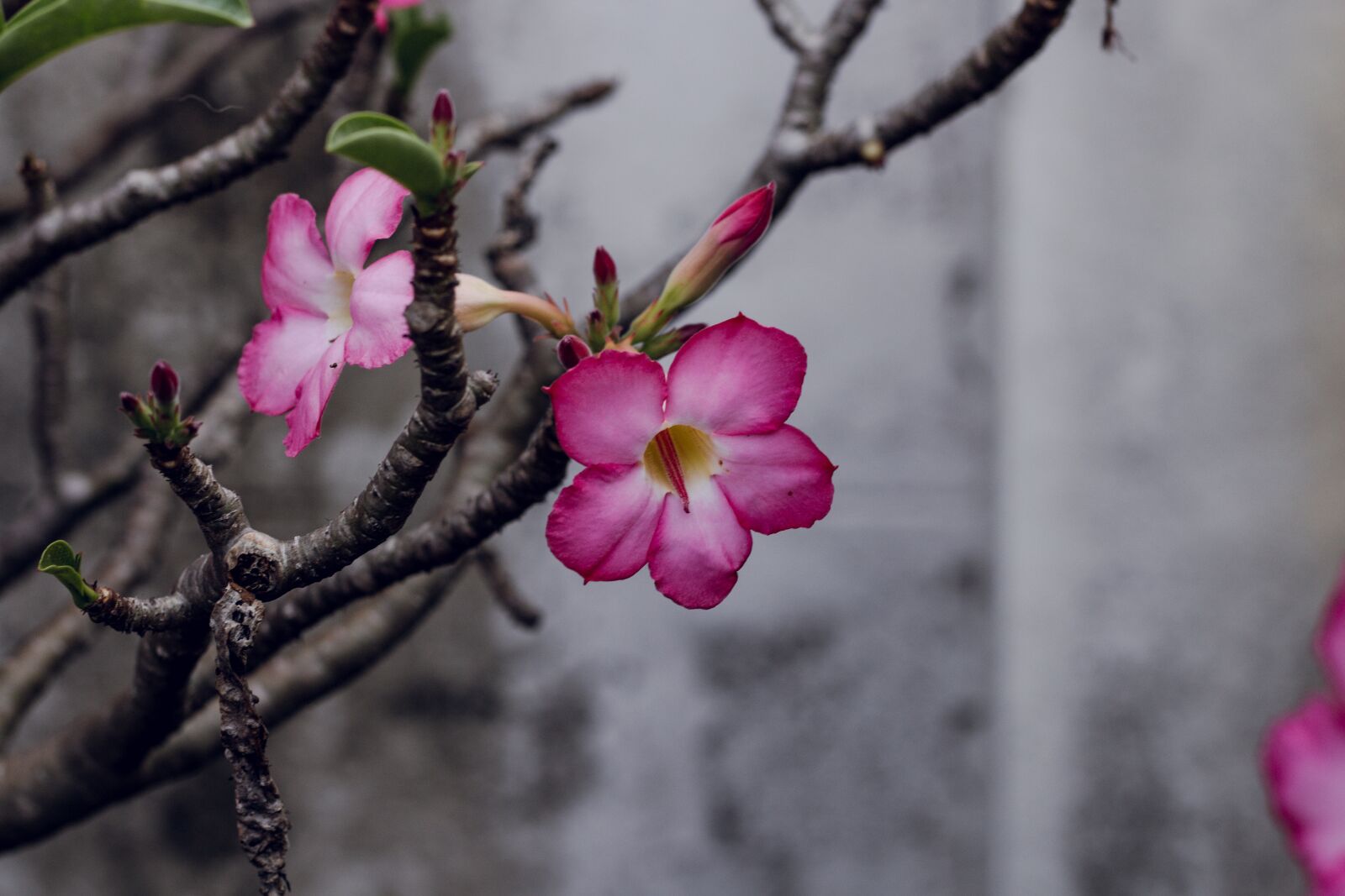 Canon EOS 700D (EOS Rebel T5i / EOS Kiss X7i) + Canon EF 50mm F1.8 STM sample photo. Invited to visit, flower photography