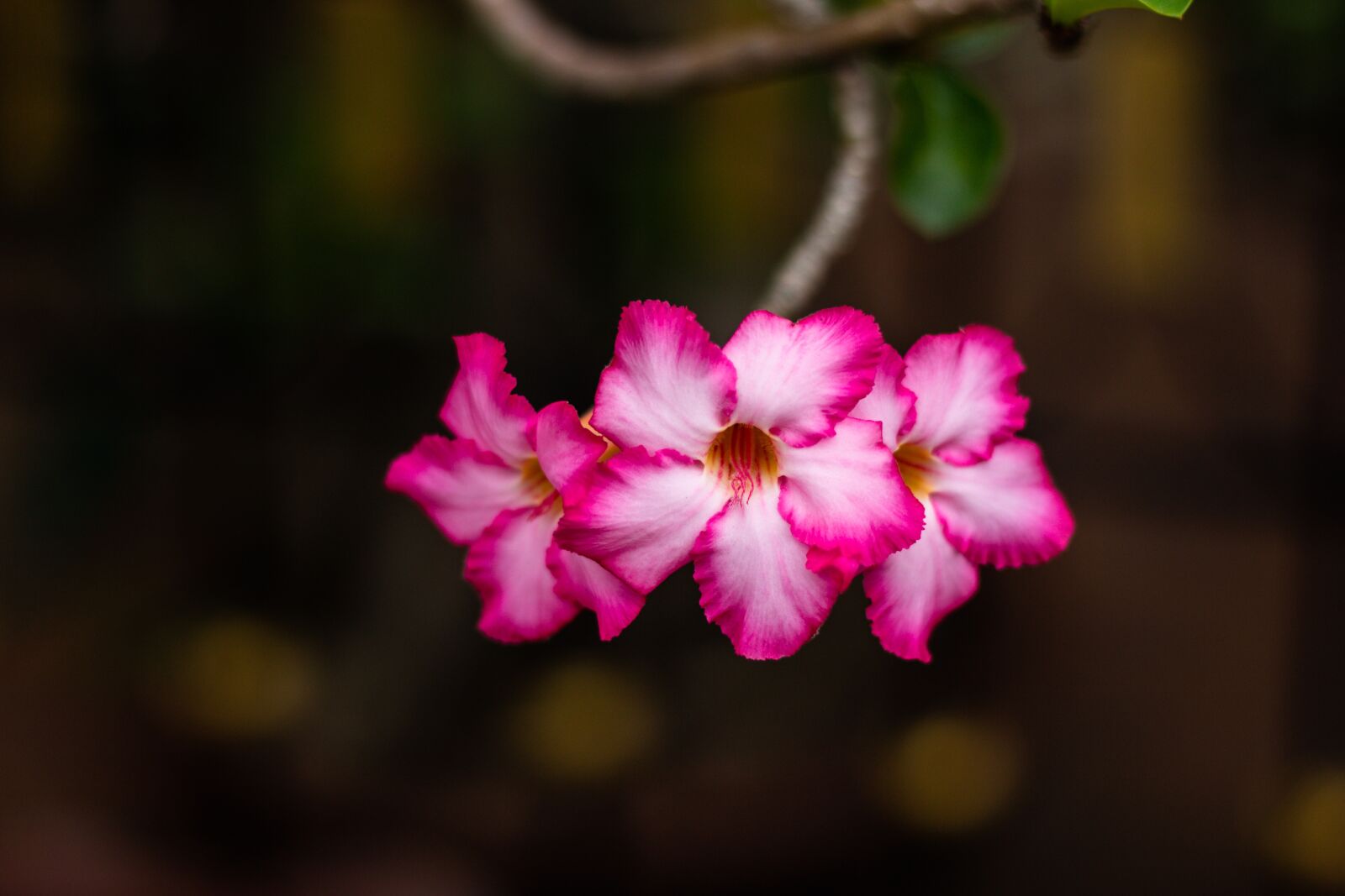 Canon EOS 700D (EOS Rebel T5i / EOS Kiss X7i) + Canon EF 50mm F1.8 STM sample photo. Invited to visit, flowers photography