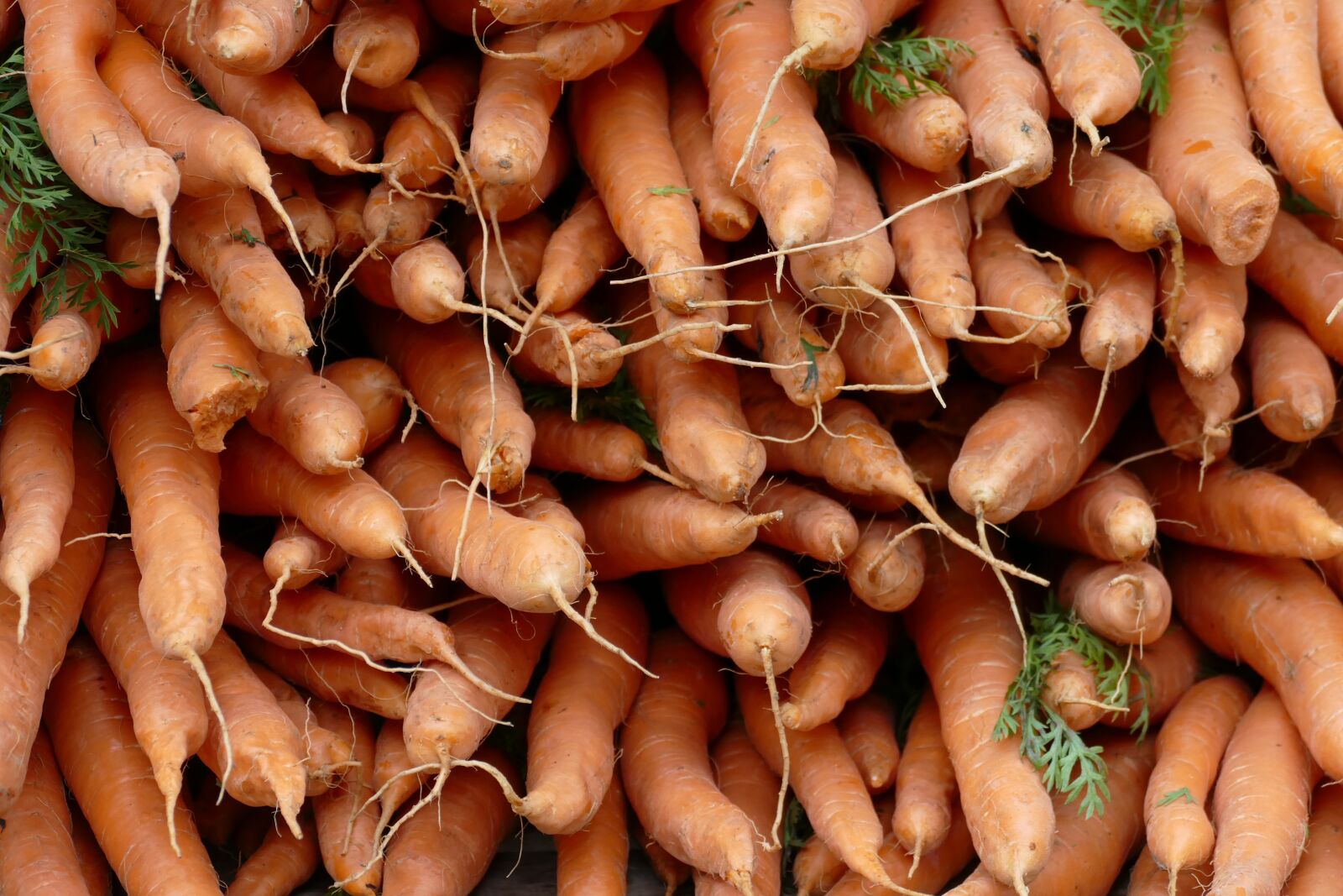 Panasonic Lumix DMC-FZ1000 sample photo. Root, carrot, vegetable photography