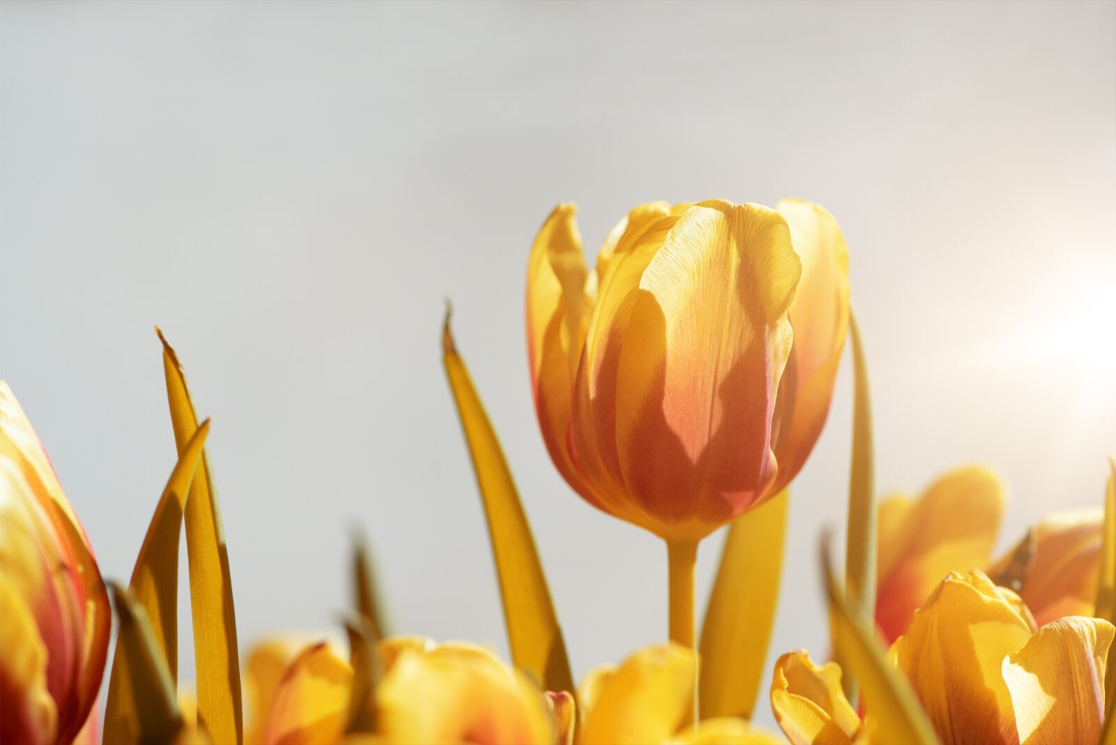 Nikon D750 sample photo. Tulips, flowers, orange photography