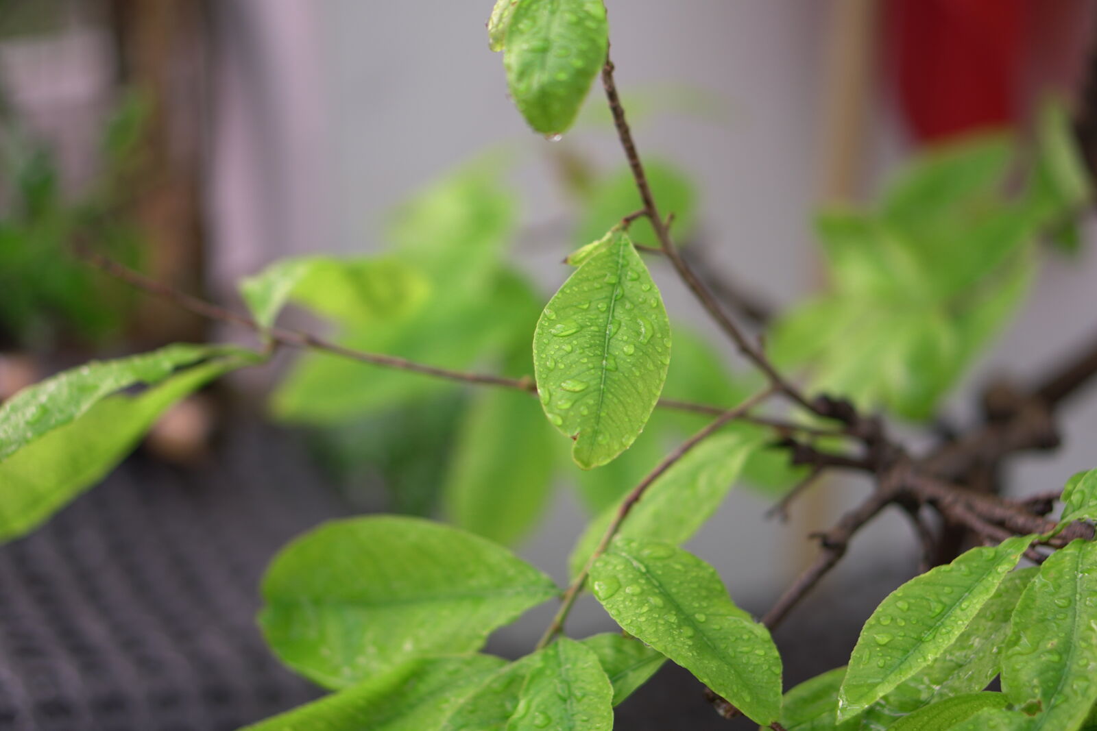 Sony E 50mm F1.8 OSS sample photo