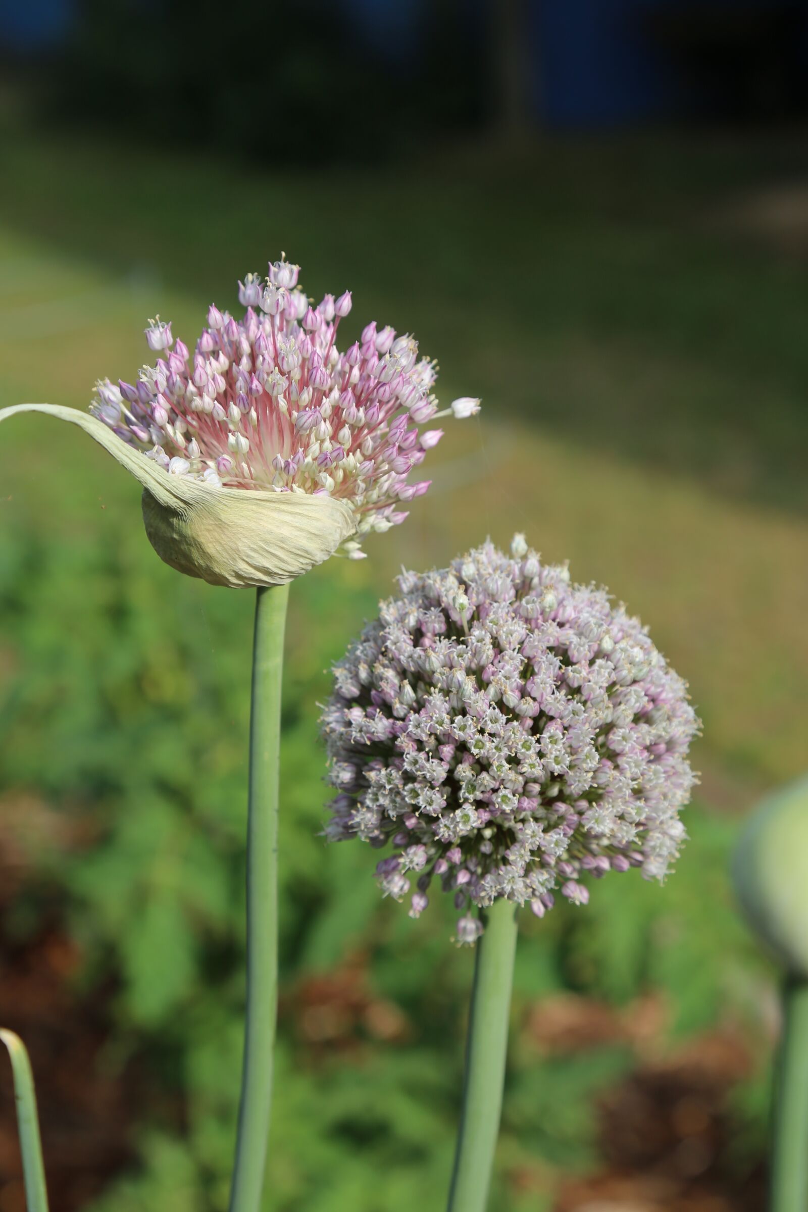 Canon EOS 6D + Canon EF 24-105mm F4L IS USM sample photo. Onion flowers, flowers, purple photography