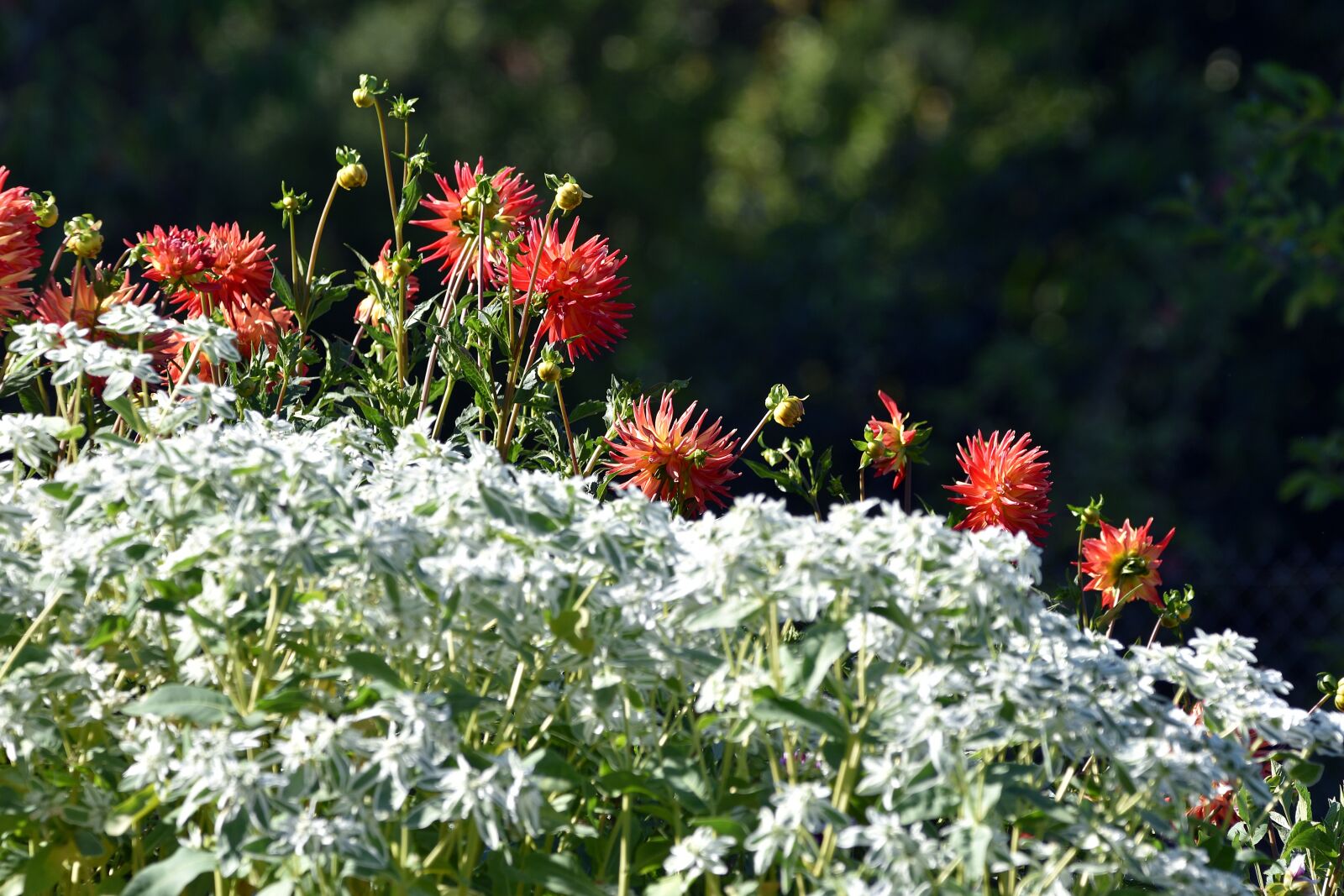 Nikon D3400 sample photo. Flower, flowers, nature photography