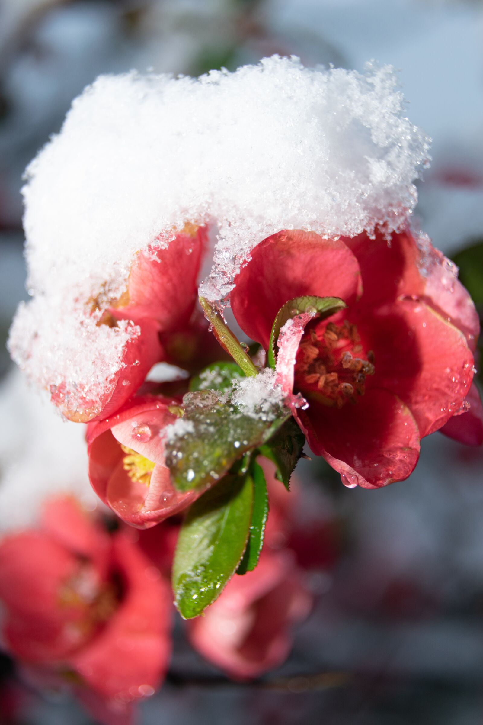 Nikon D3300 sample photo. Flower, snow, nature photography
