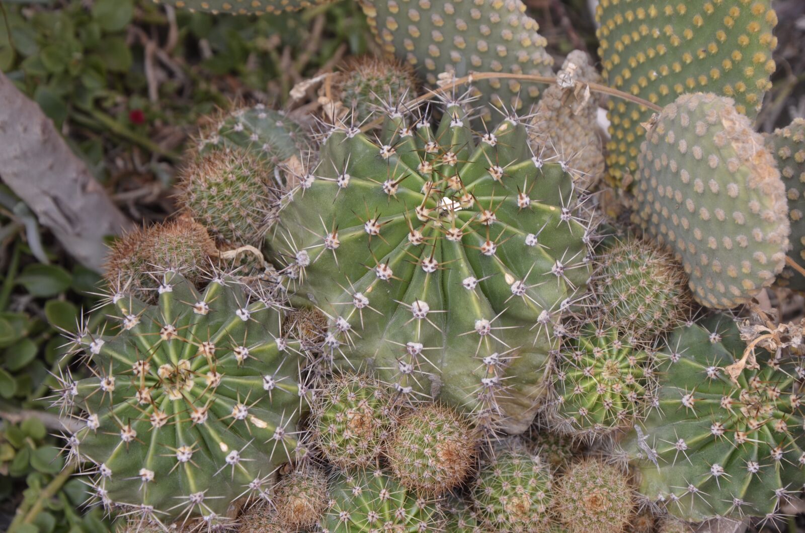 Nikon D5100 sample photo. Cactus, desert, nature photography