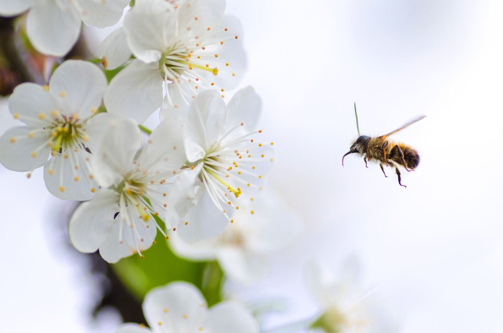 Nikon D5100 sample photo. Flower, bee, macro photography