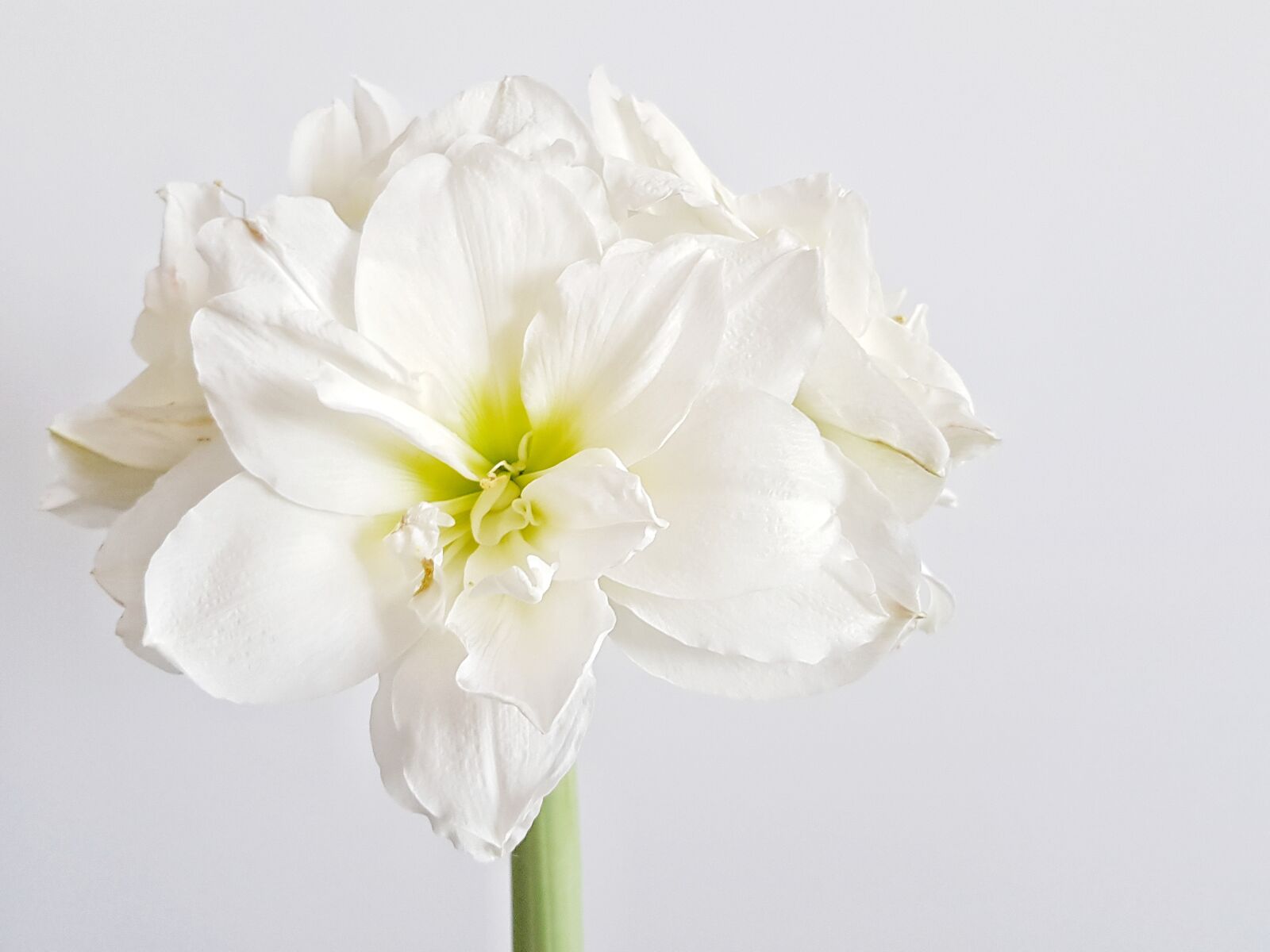 Samsung Galaxy S8+ sample photo. Hippeastrum, flower, white photography