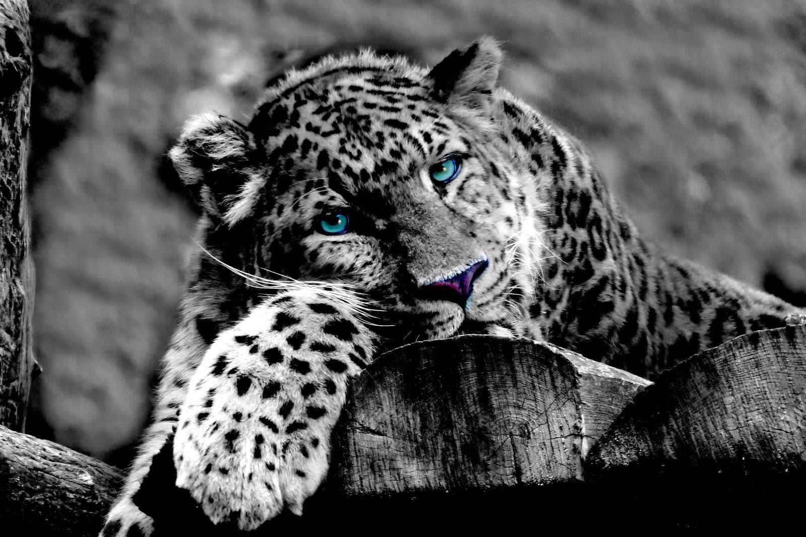 Panasonic Lumix DMC-FZ200 sample photo. Leopard, animal, wildcat photography