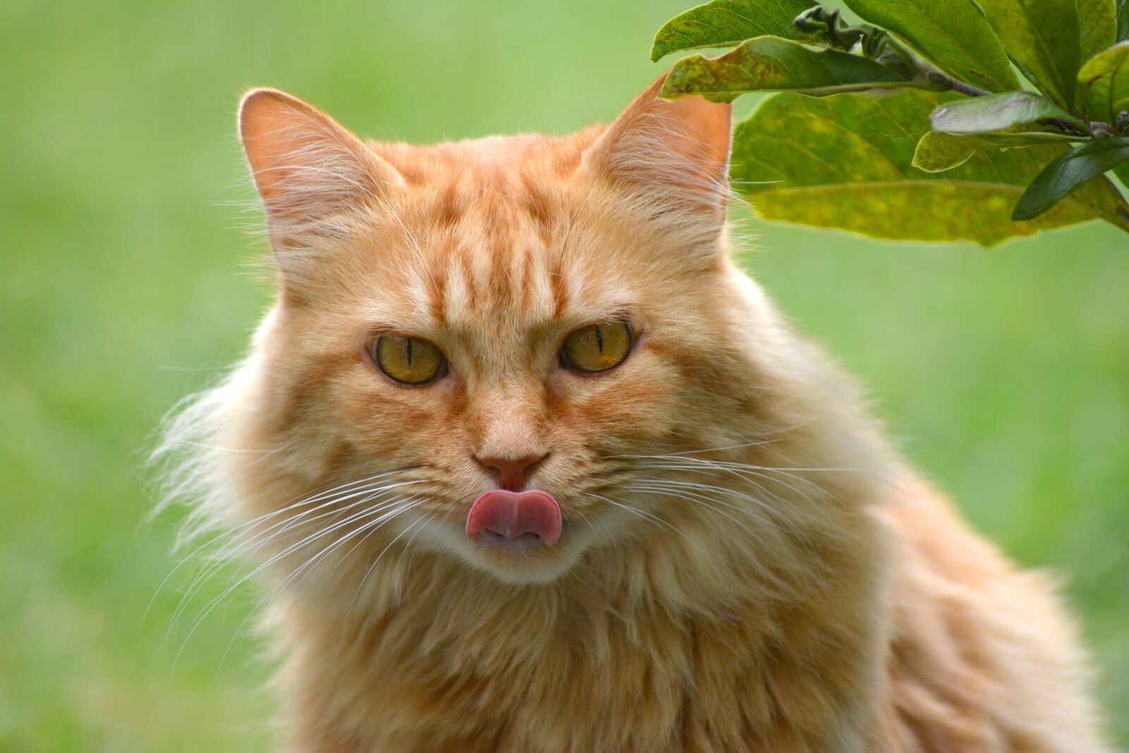 Nikon D5200 sample photo. Cat, tongue, cat tongue photography