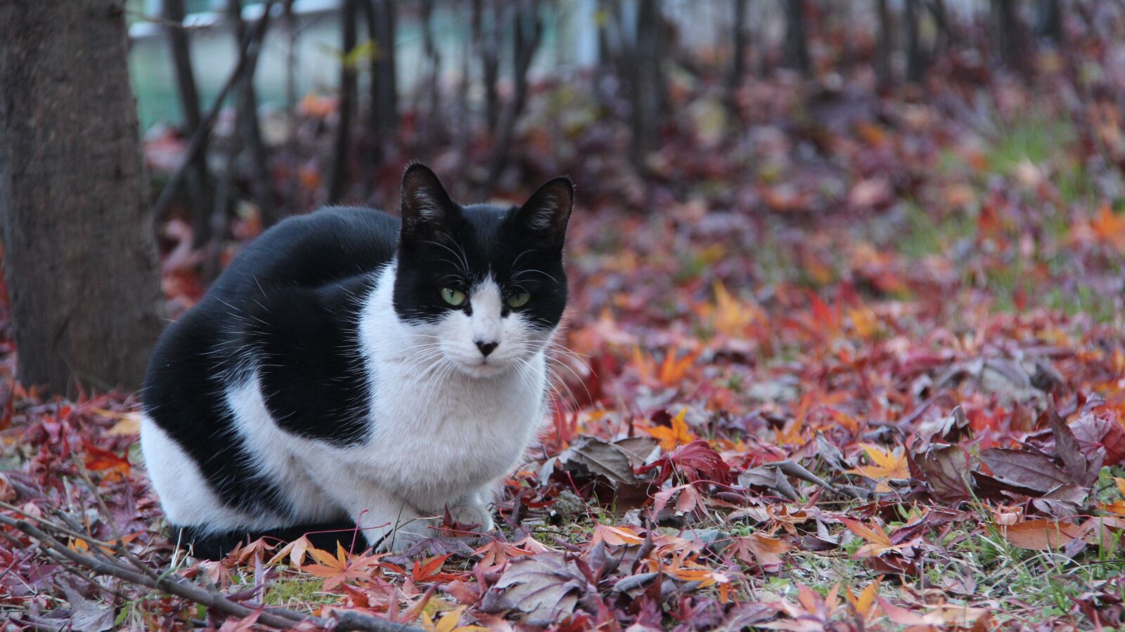 Canon EF-S 18-200mm F3.5-5.6 IS sample photo. Cat, autumn, animal photography