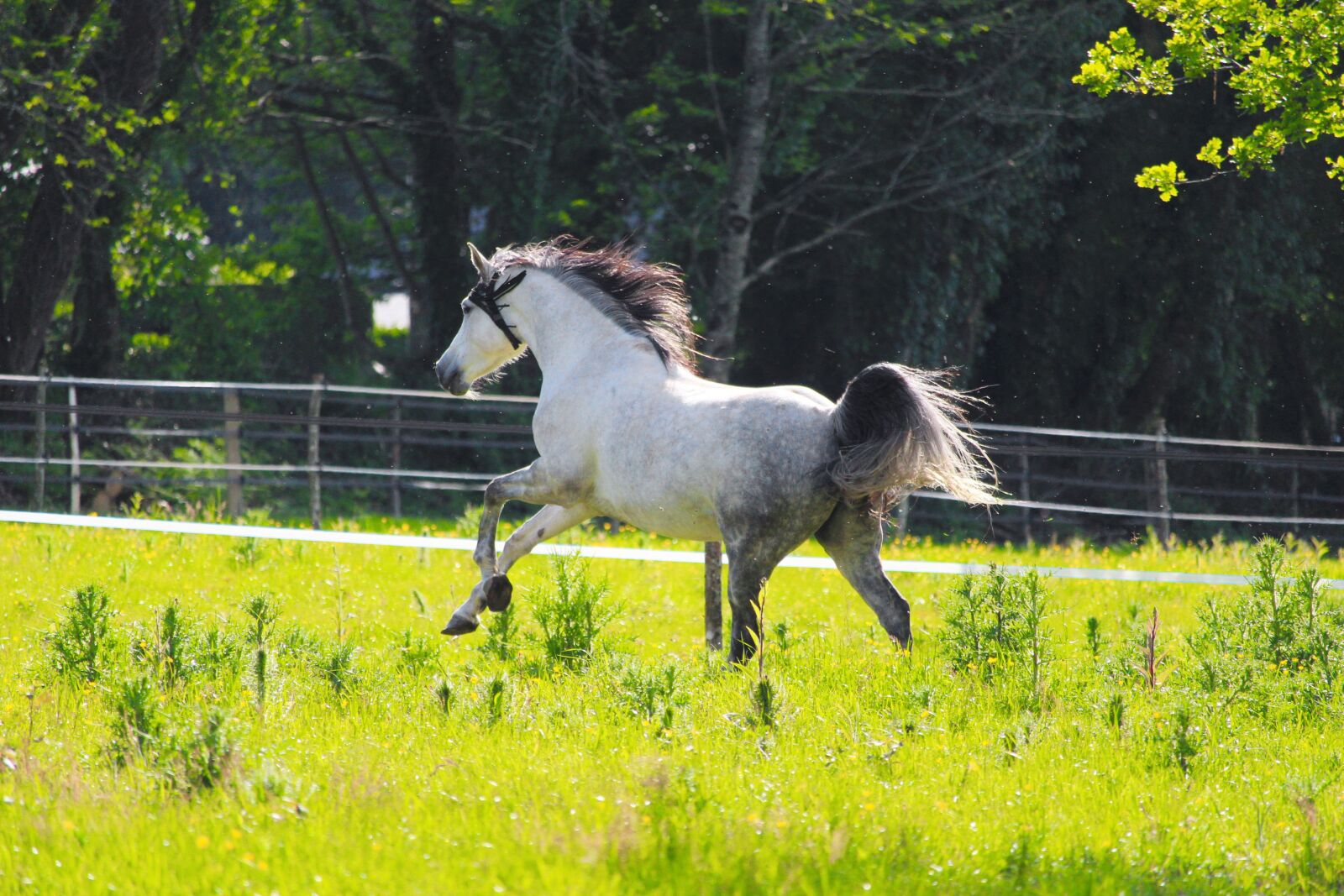 Canon EF-S 55-250mm F4-5.6 IS STM sample photo. Arabian horse, horse, pastures photography