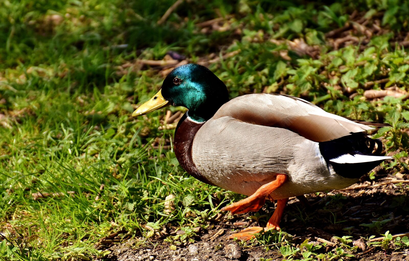 Nikon D7200 sample photo. Drake, mallard, water bird photography