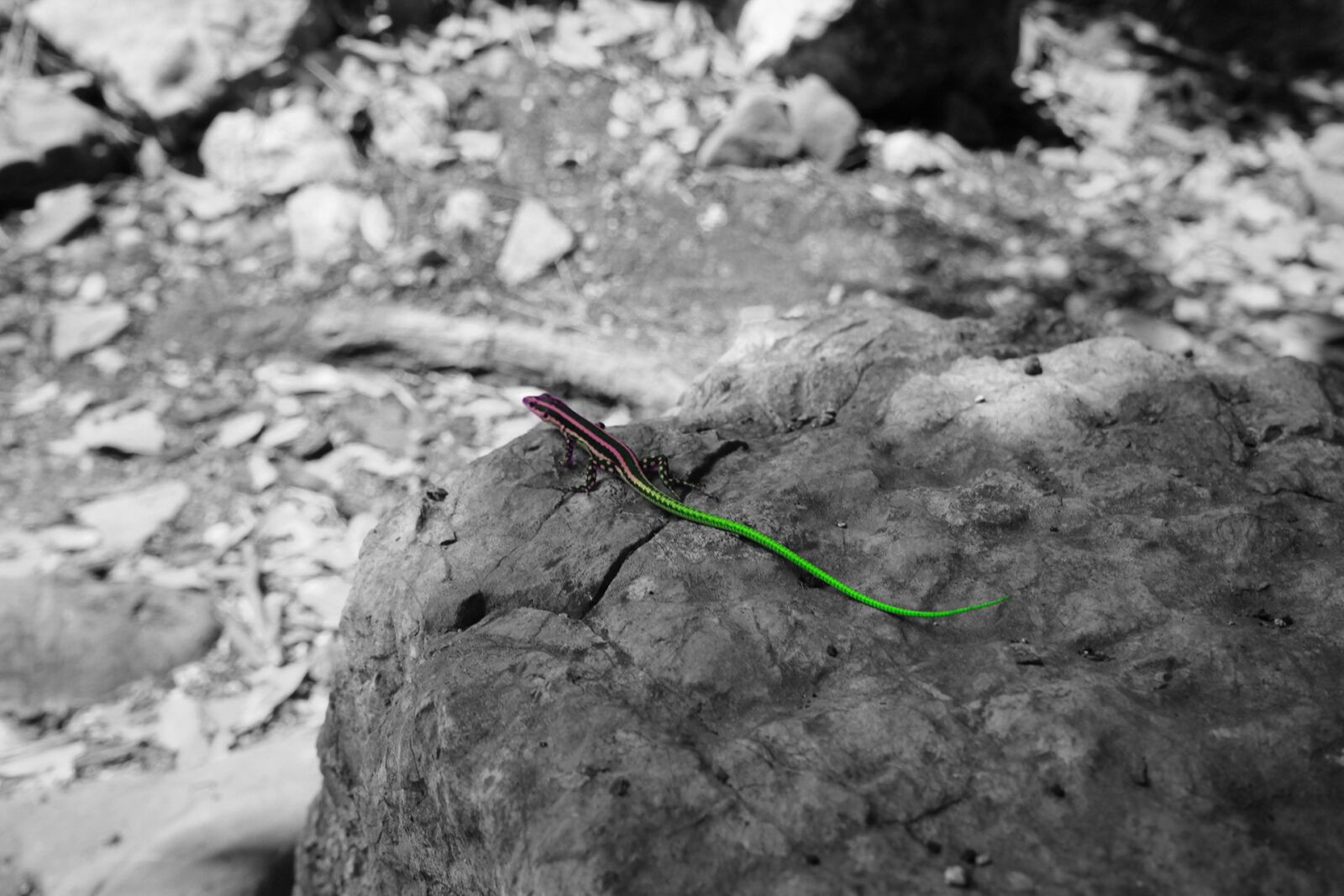 Canon EOS 600D (Rebel EOS T3i / EOS Kiss X5) sample photo. Lizard, color, colorful photography