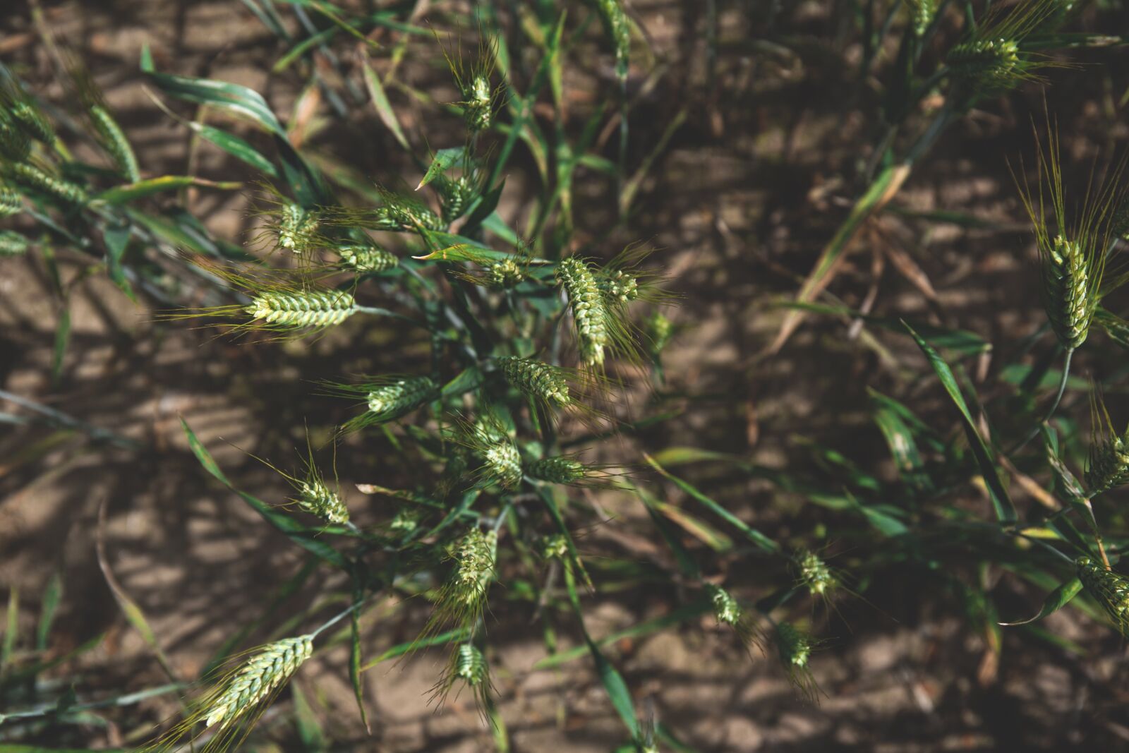 Canon EF 24-70mm F4L IS USM sample photo. Nature, breeding, countryside photography