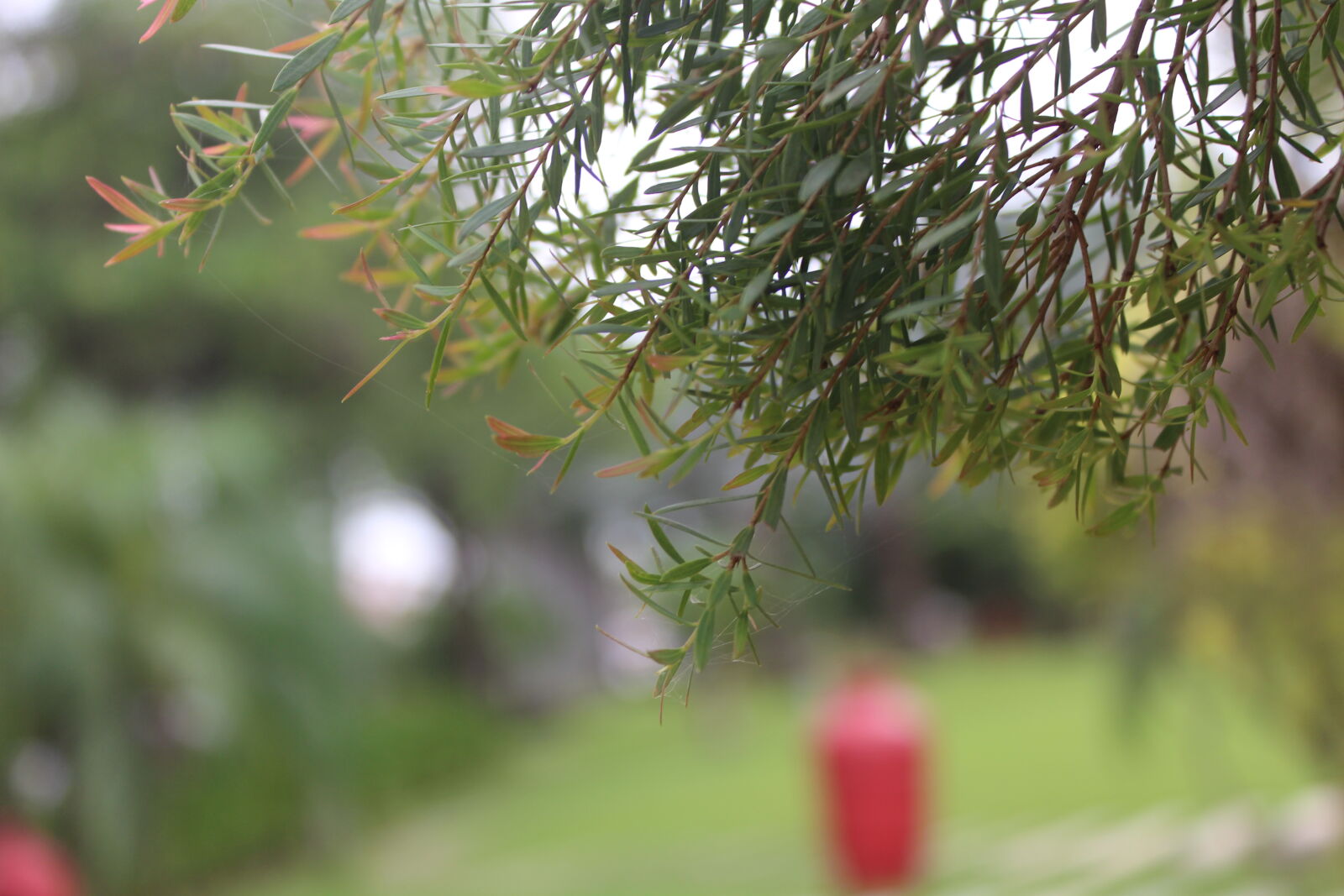 Canon EOS 700D (EOS Rebel T5i / EOS Kiss X7i) sample photo